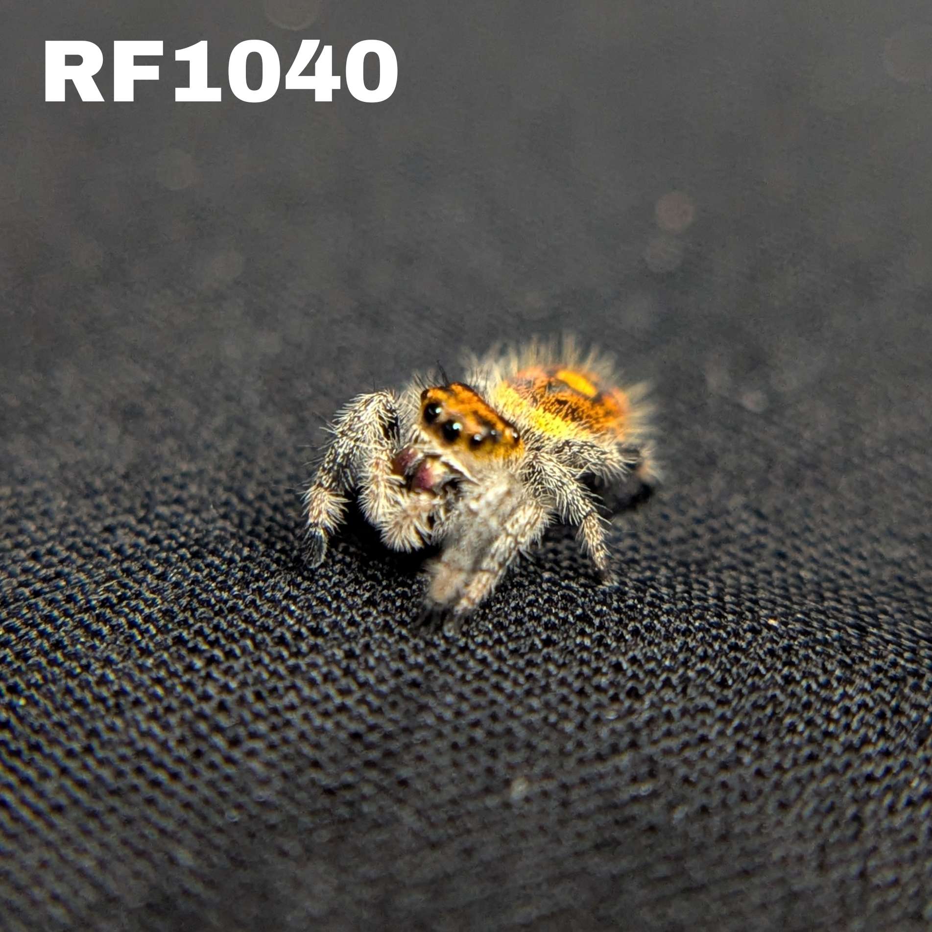 Regal Jumping Spider “Riot”