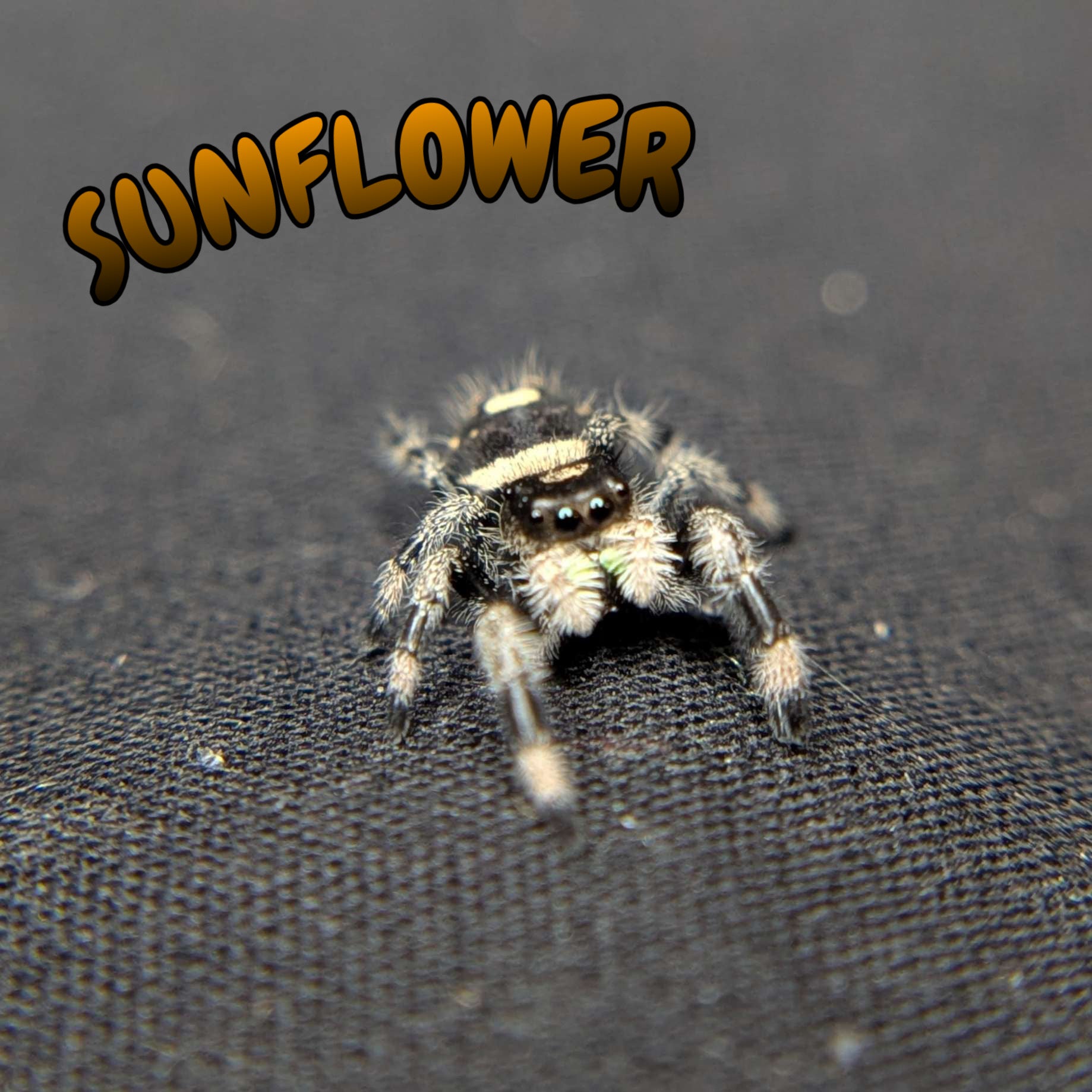 Regal Jumping Spider "Sunflower"