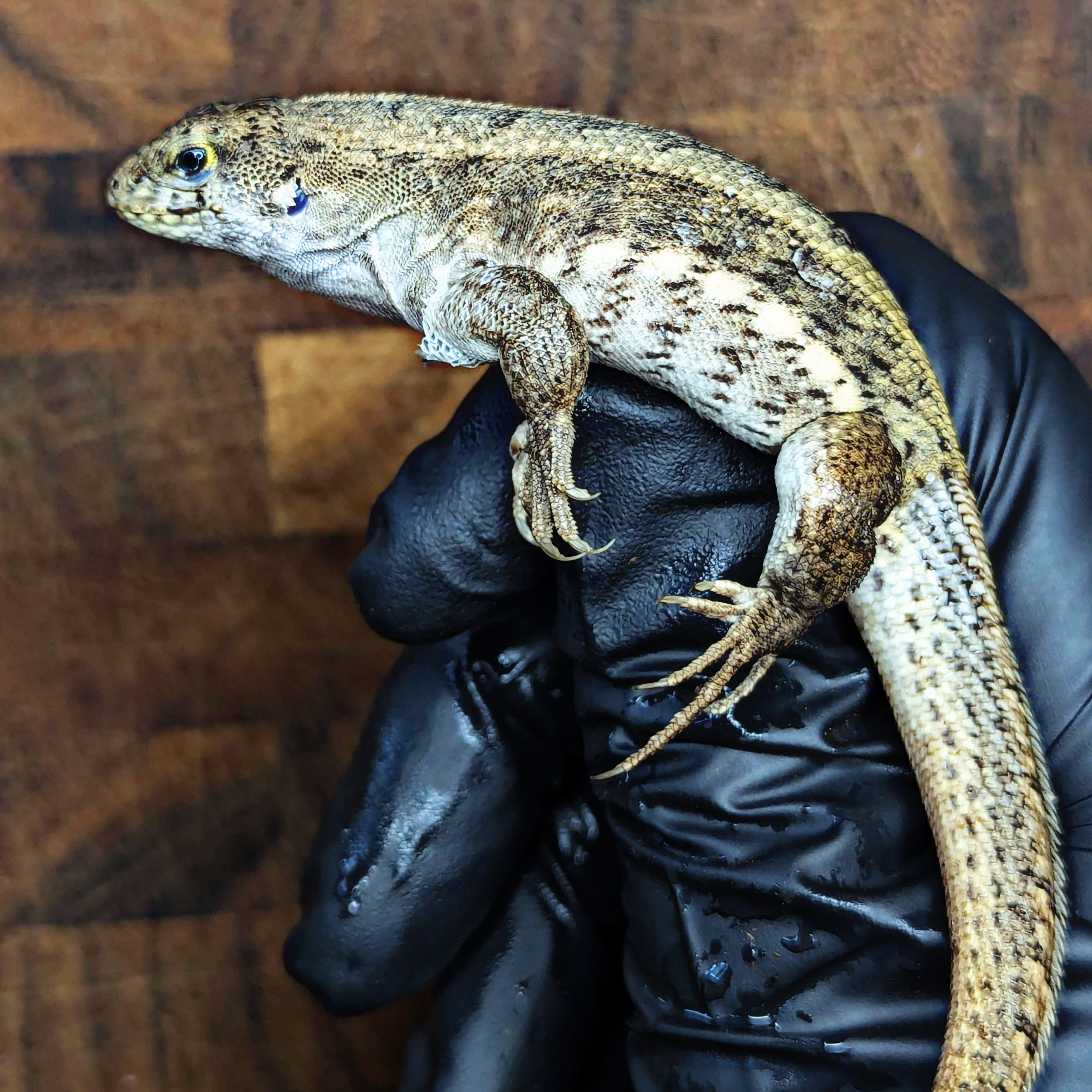 Adult Female Hispaniolan Curly Tail Lizard resting in hand