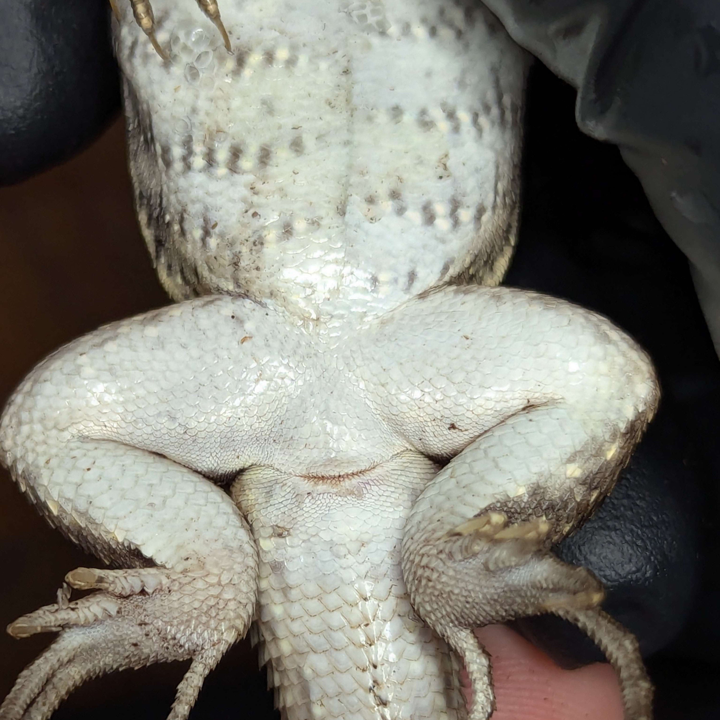 Close-up of vent area on adult female Hispaniolan Curly Tail Lizard for sex identification