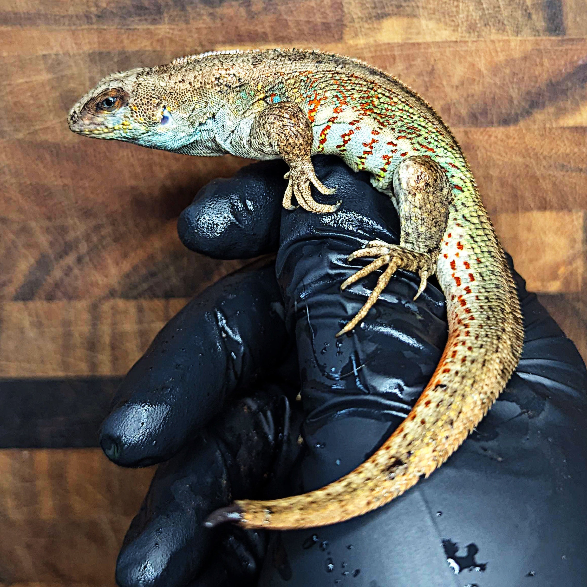 Adult Male Hispaniolan Curly Tail Lizard calmly resting on hand