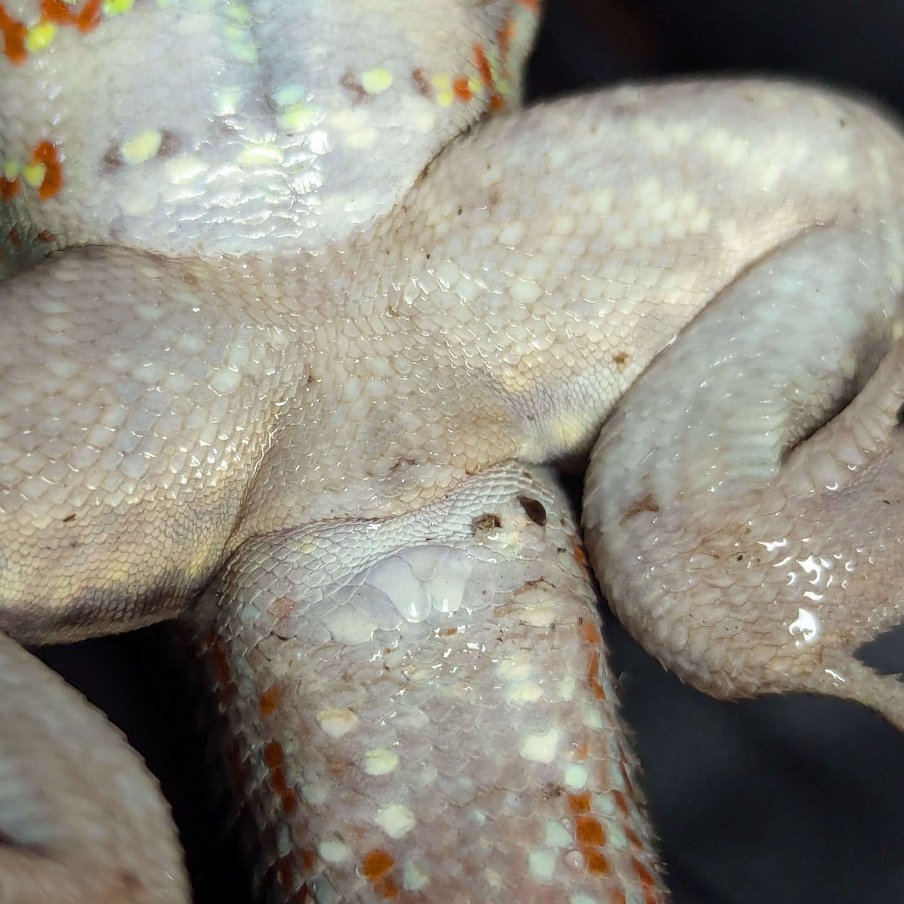 Adult Male Hispaniolan Curly Tail Vent Scales Photo