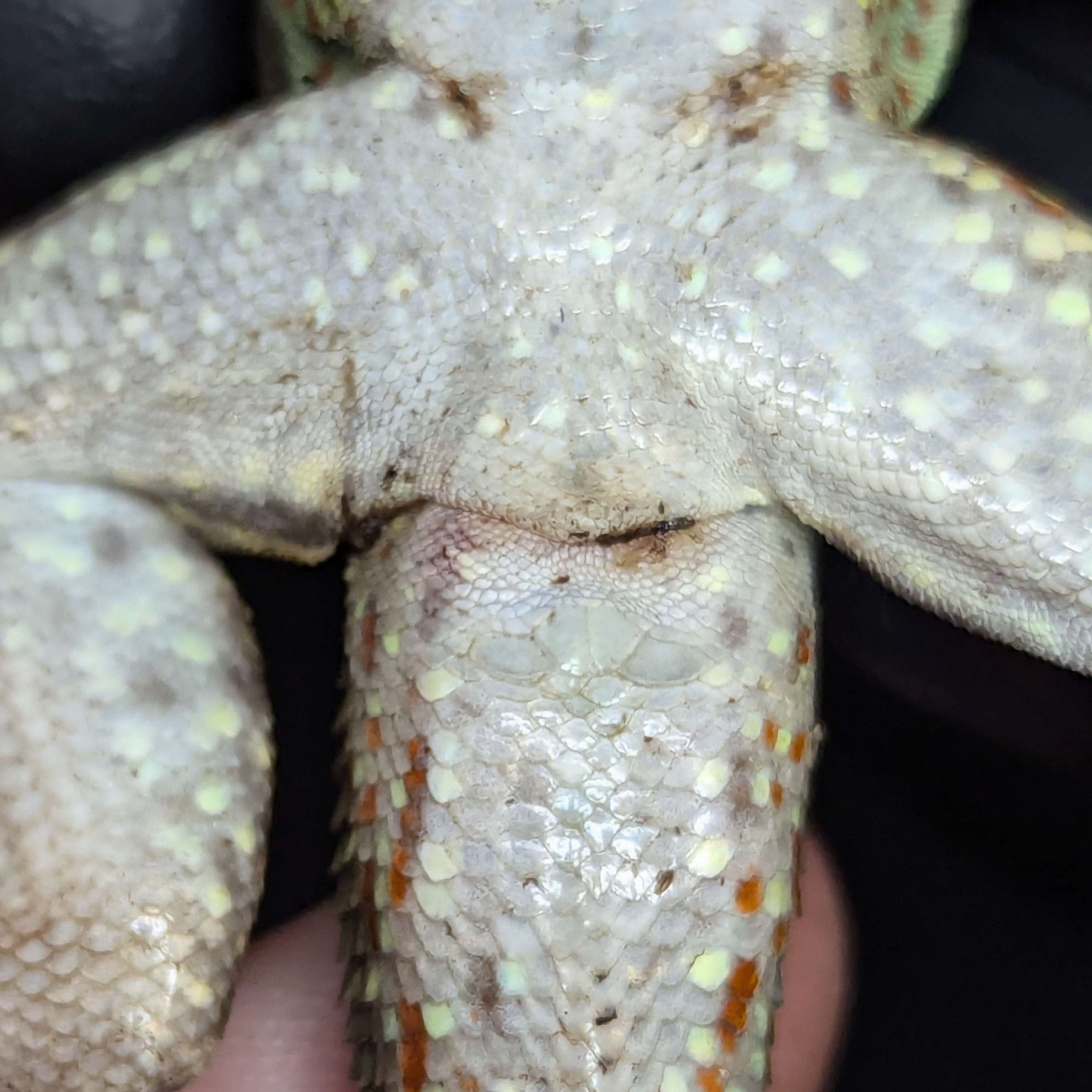 Sexing photo of adult male Leiocephalus schreibersii showing vent and base of tail