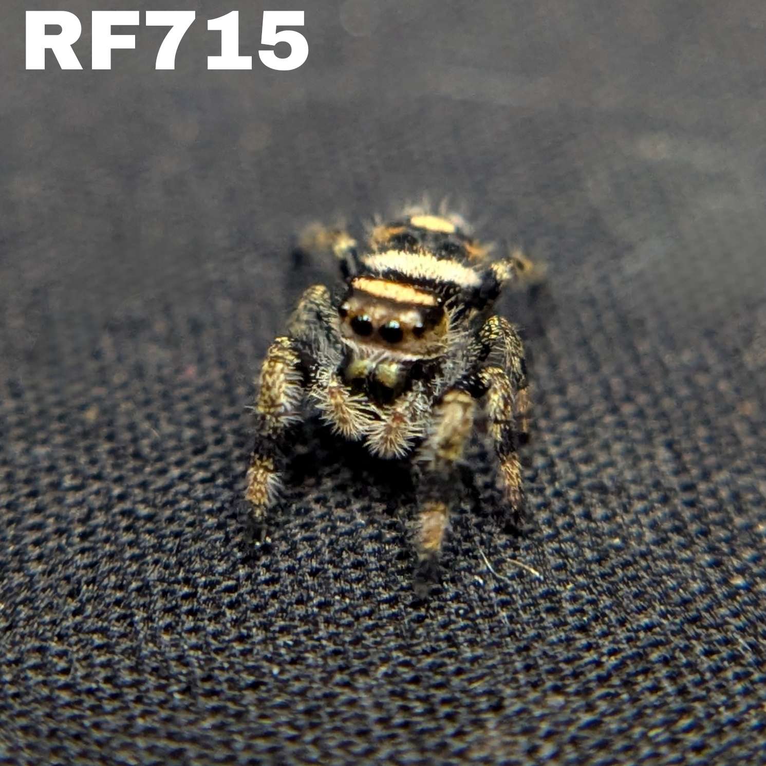 Regal Jumping Spider “Runtz”