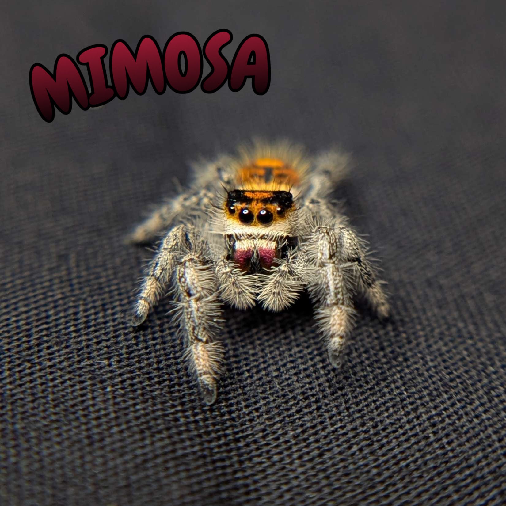 Regal Jumping Spider “Mimosa”