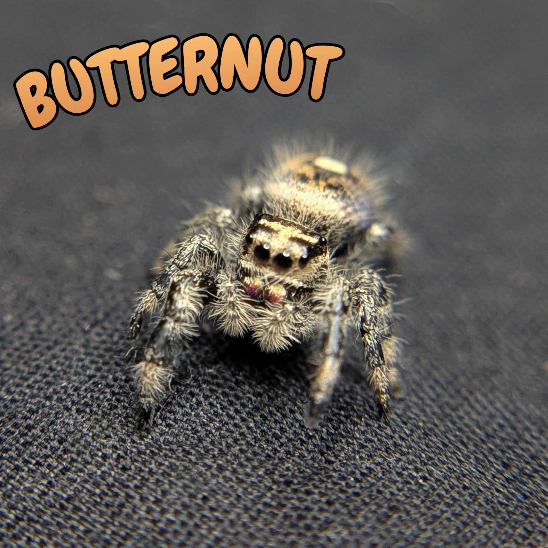 Regal Jumping Spider "Butternut"