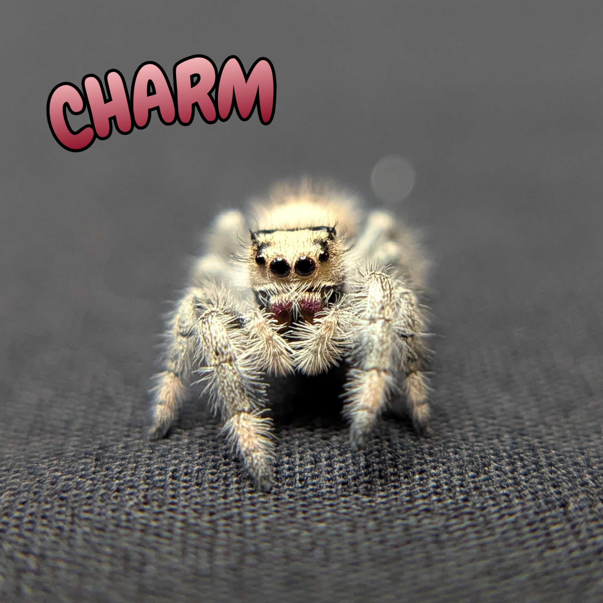 Regal Jumping Spider “Charm”