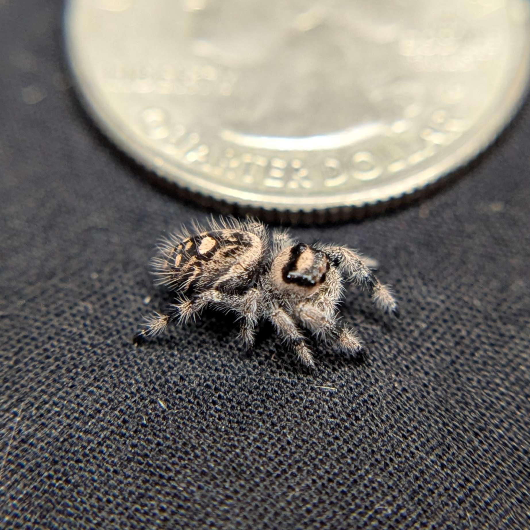 Regal Jumping Spider "Coconut"