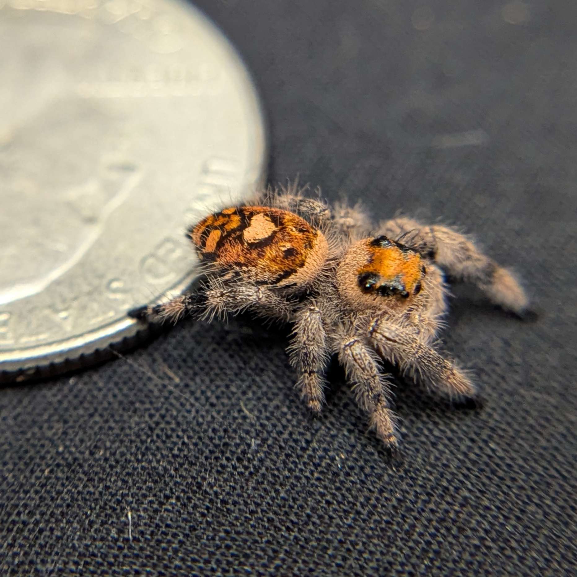 Regal Jumping Spider "Charmander"