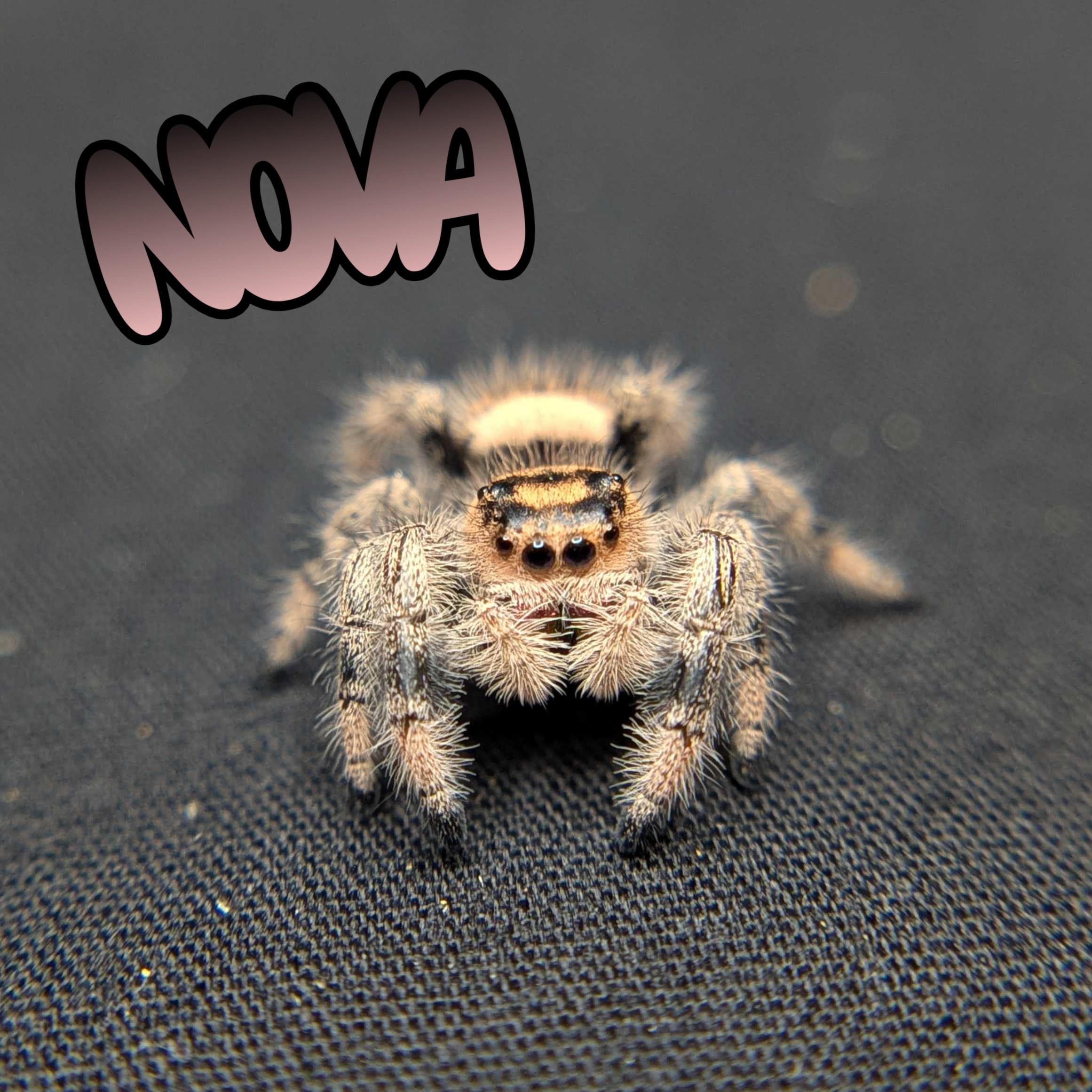 Regal Jumping Spider “Nova”