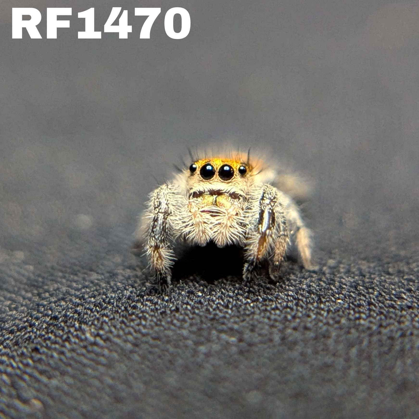 Regal Jumping Spider "Cinders"