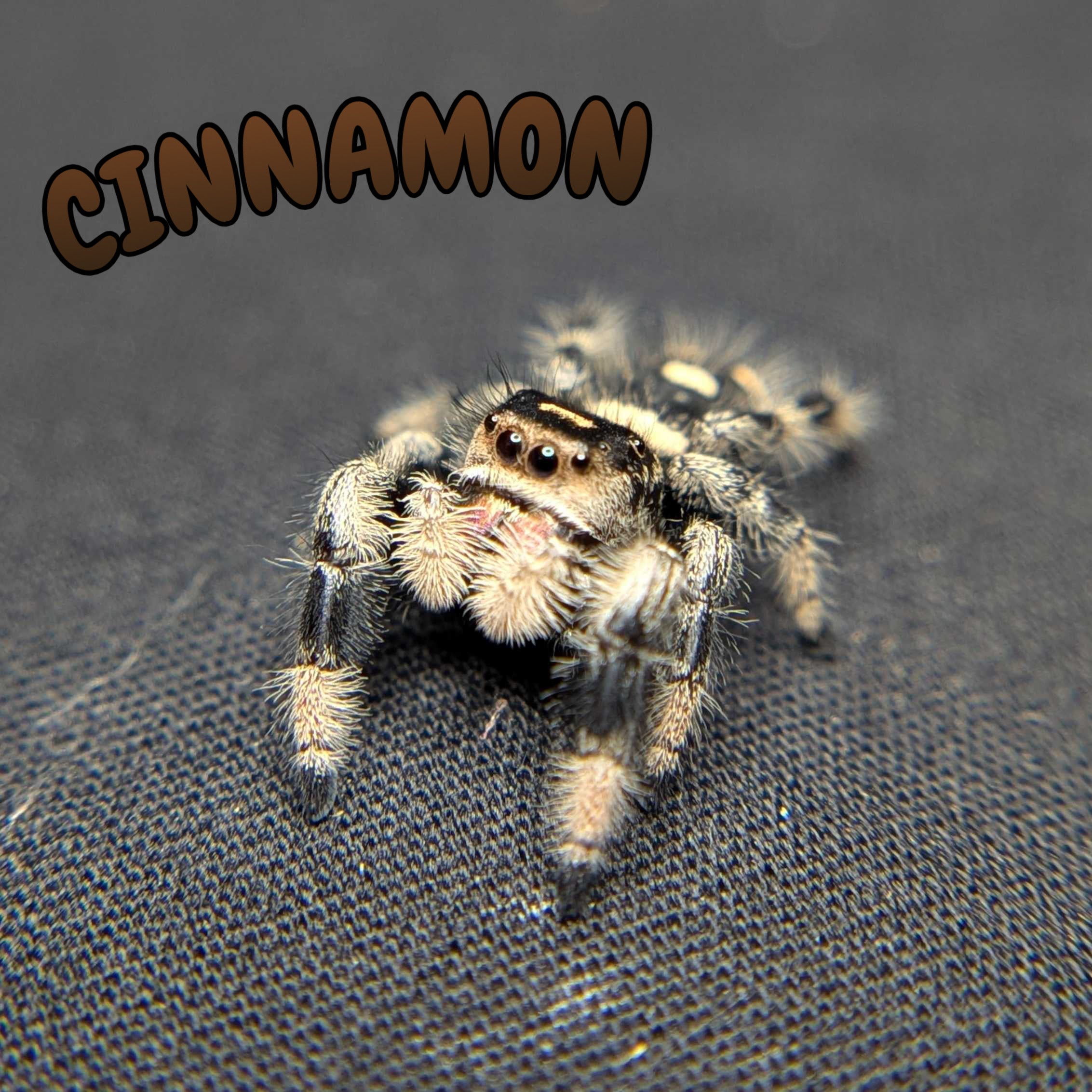 Regal Jumping Spider "Cinnamon"