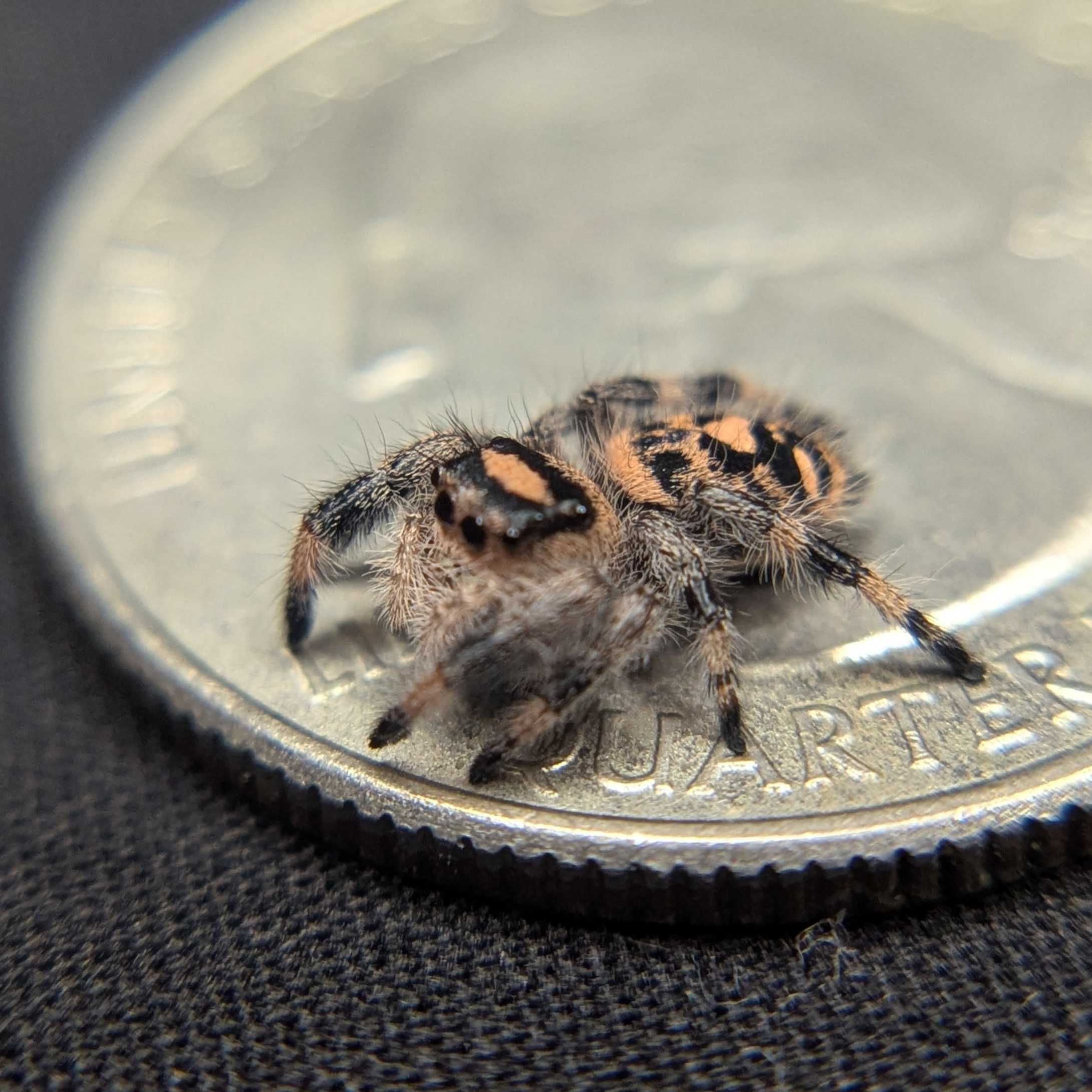Regal Jumping Spider “Apple Crisp”