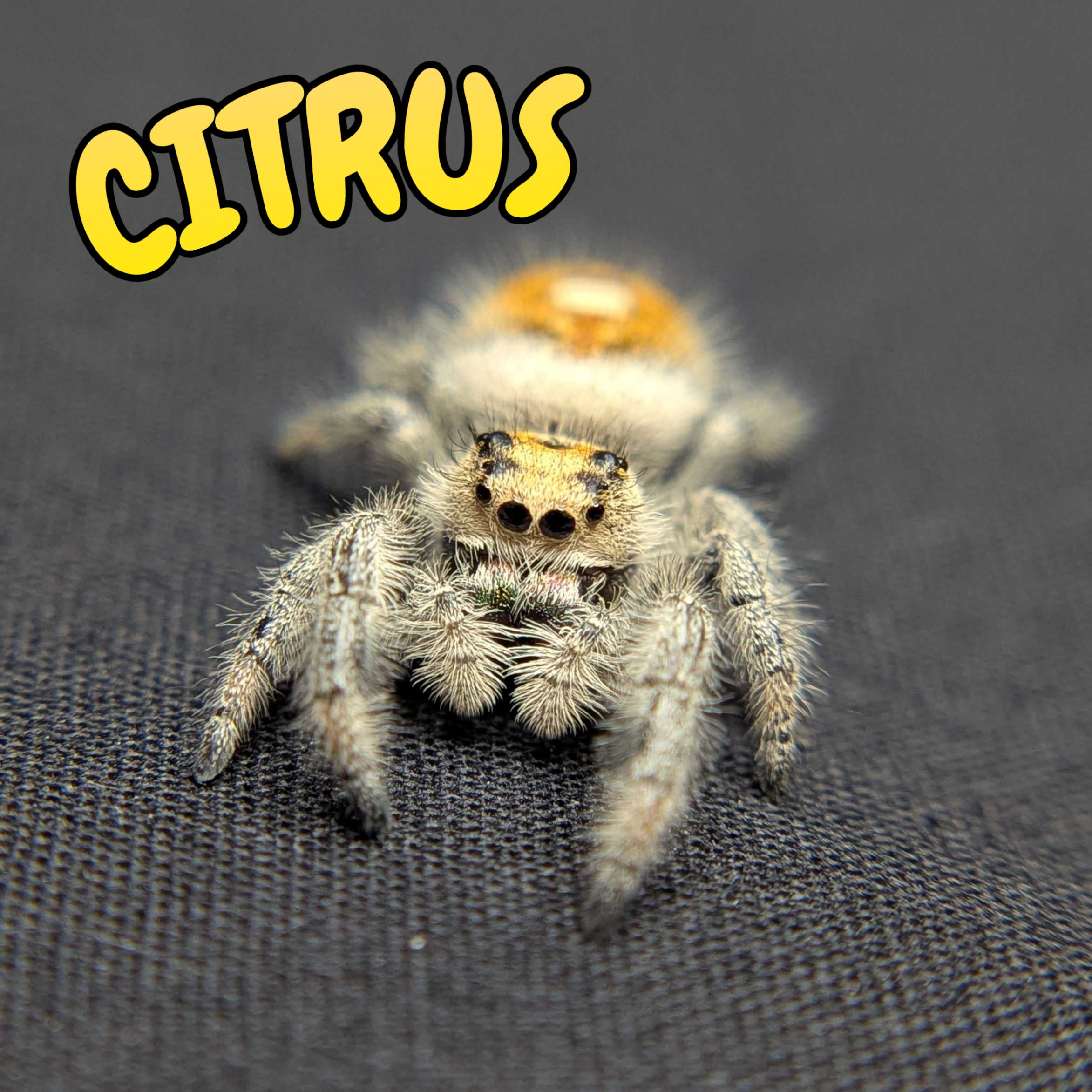 Regal Jumping Spider "Citrus"