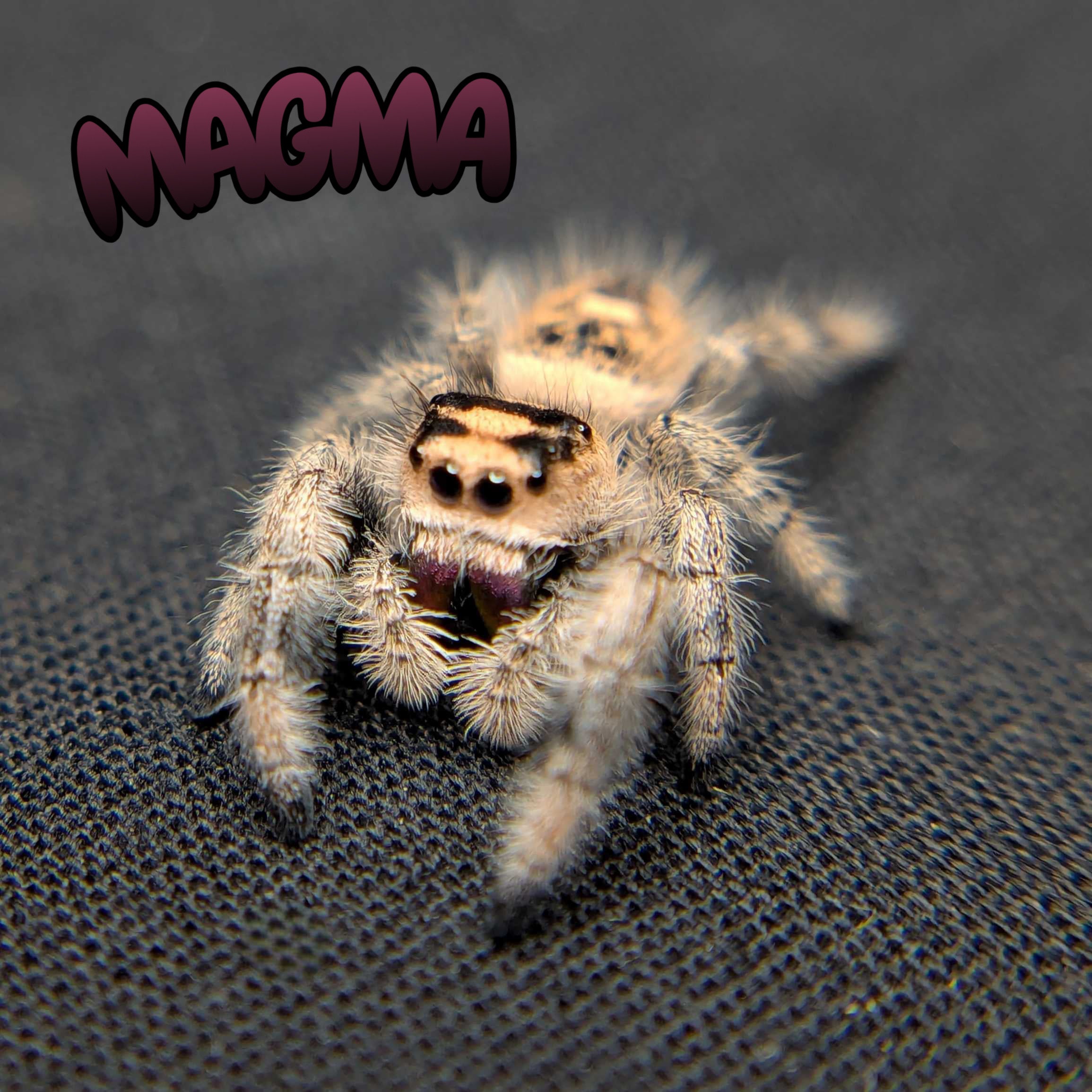 Regal Jumping Spider “Magma”