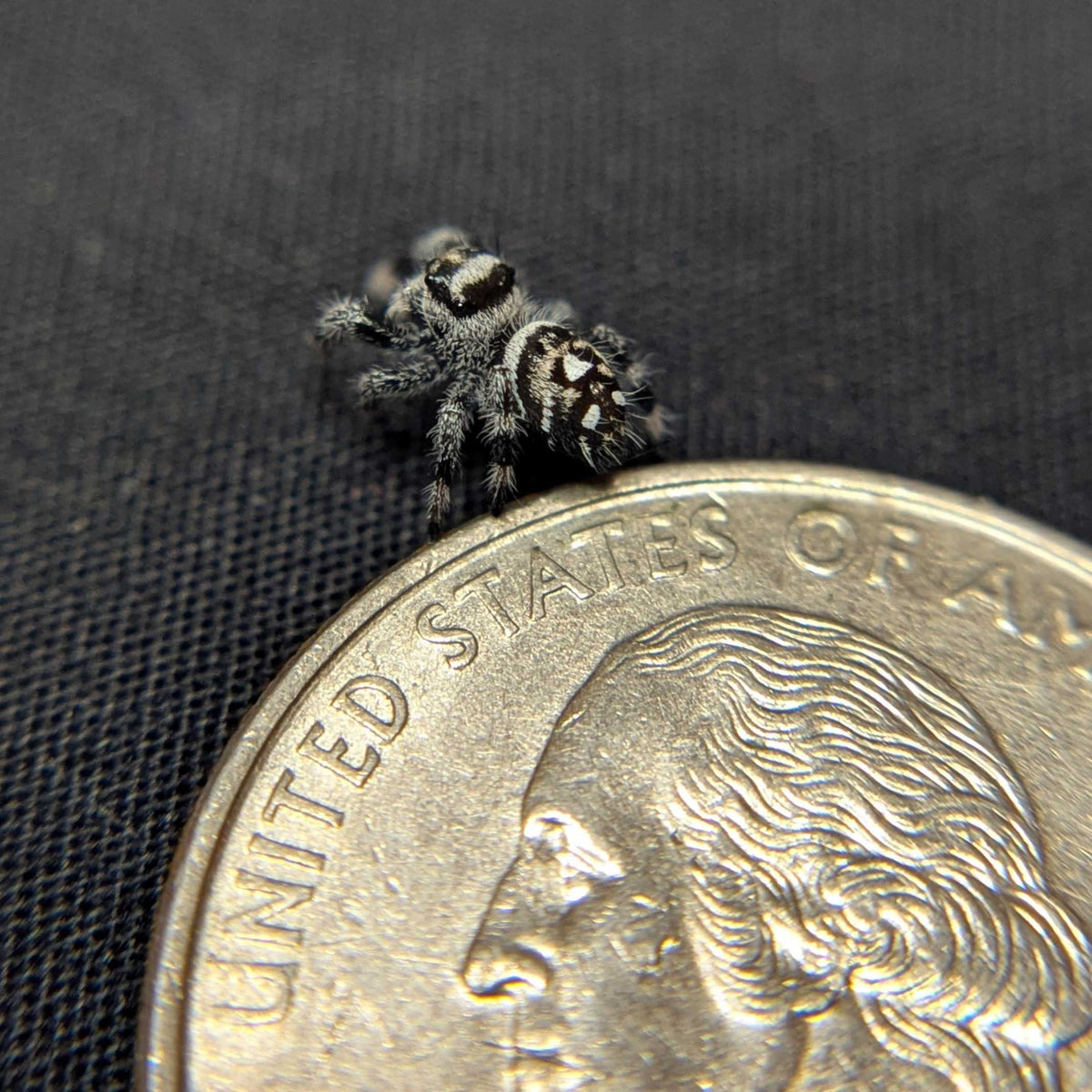 Regal Jumping Spider "Shadow"