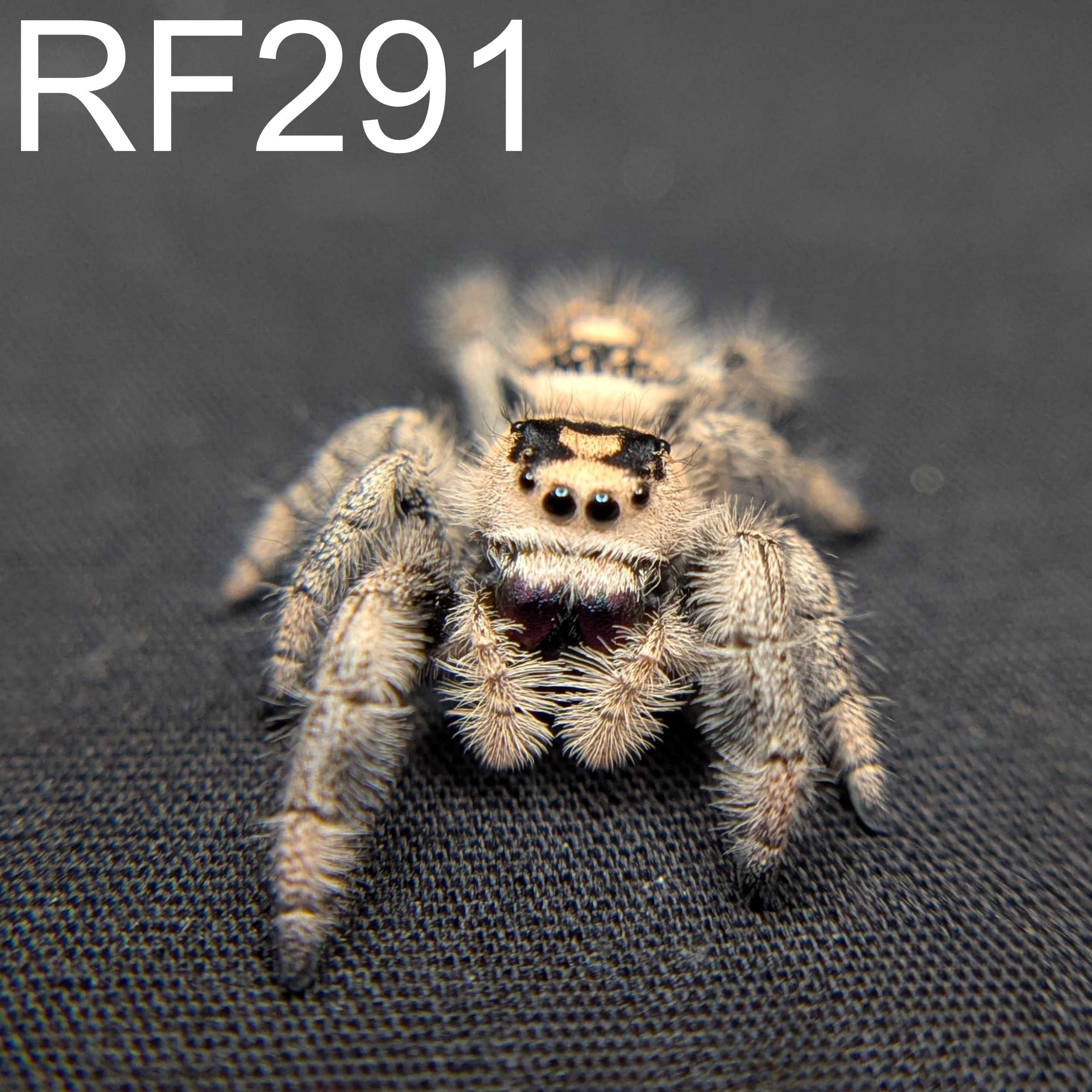 Regal Jumping Spider "Oatmeal"
