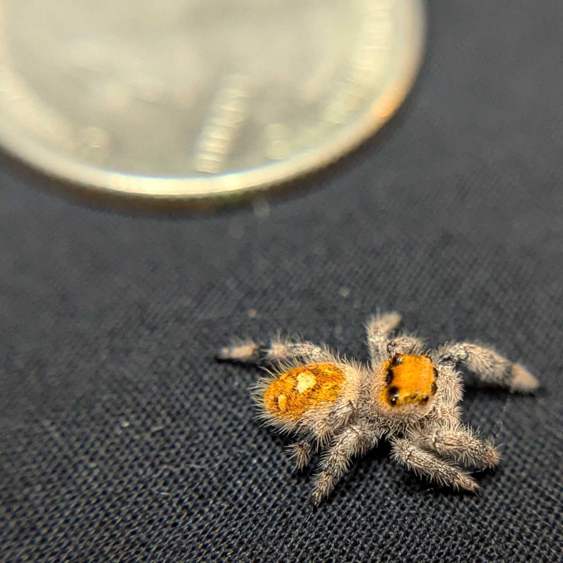 Regal Jumping Spider "Manzana"