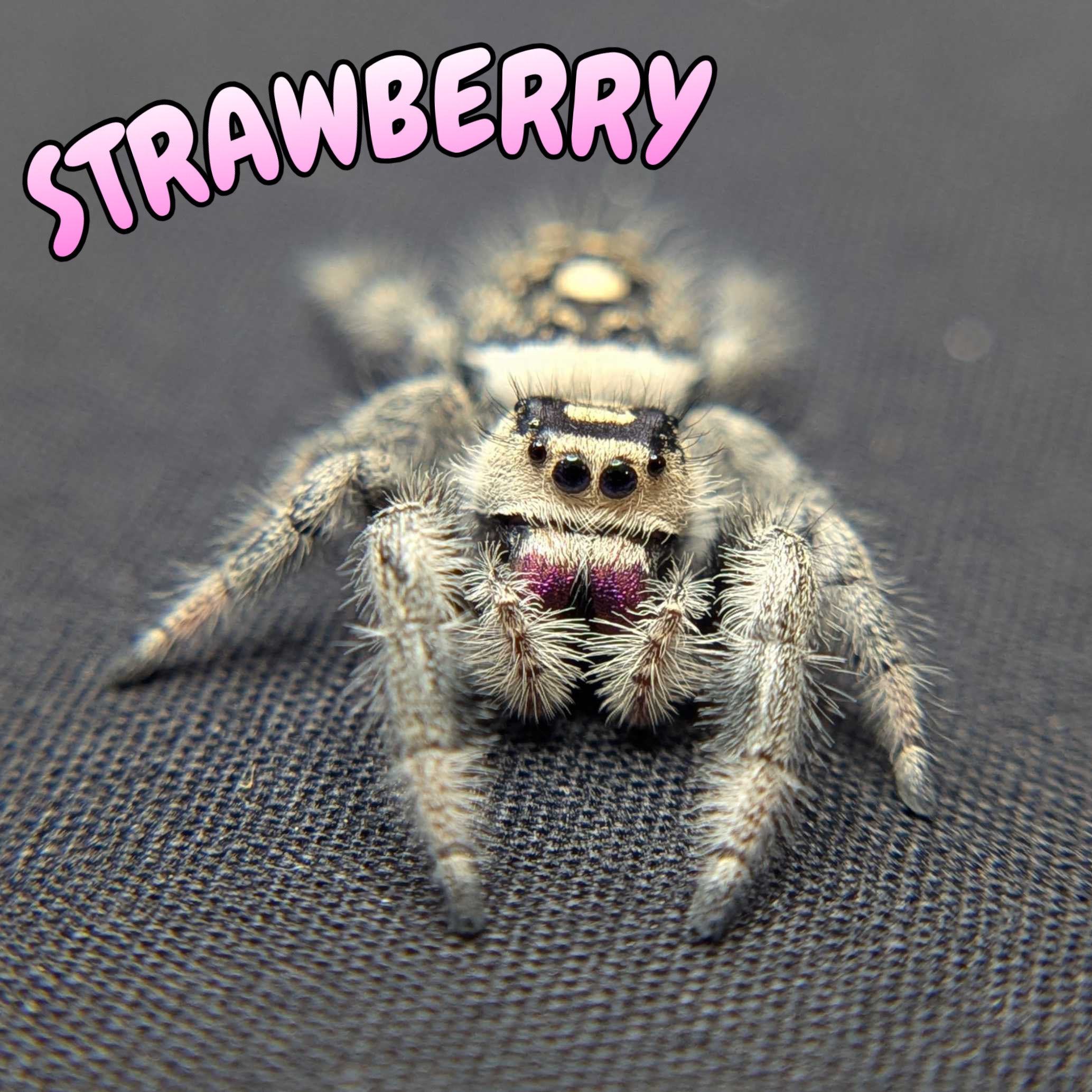 Regal Jumping Spider "Strawberry"