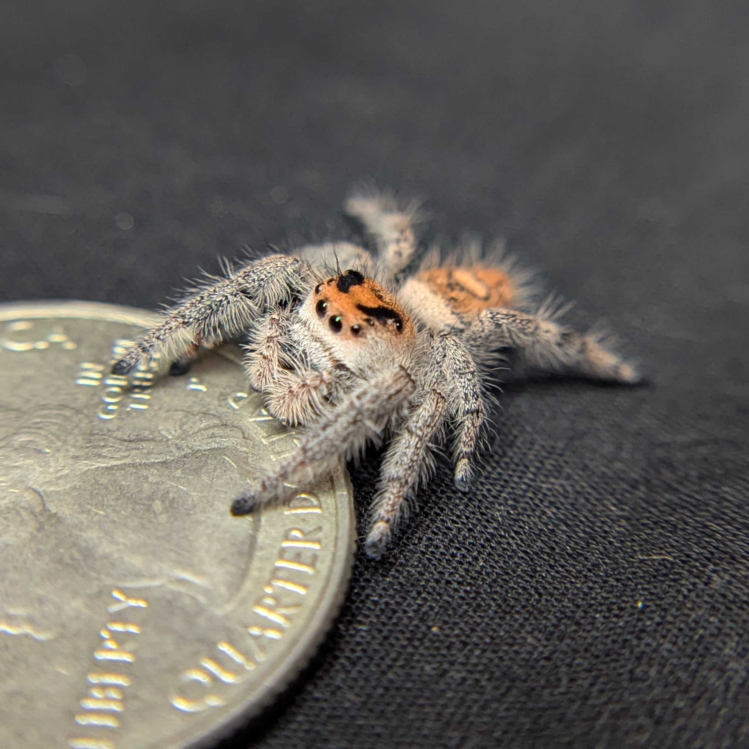 Regal Jumping Spider "Sunday"