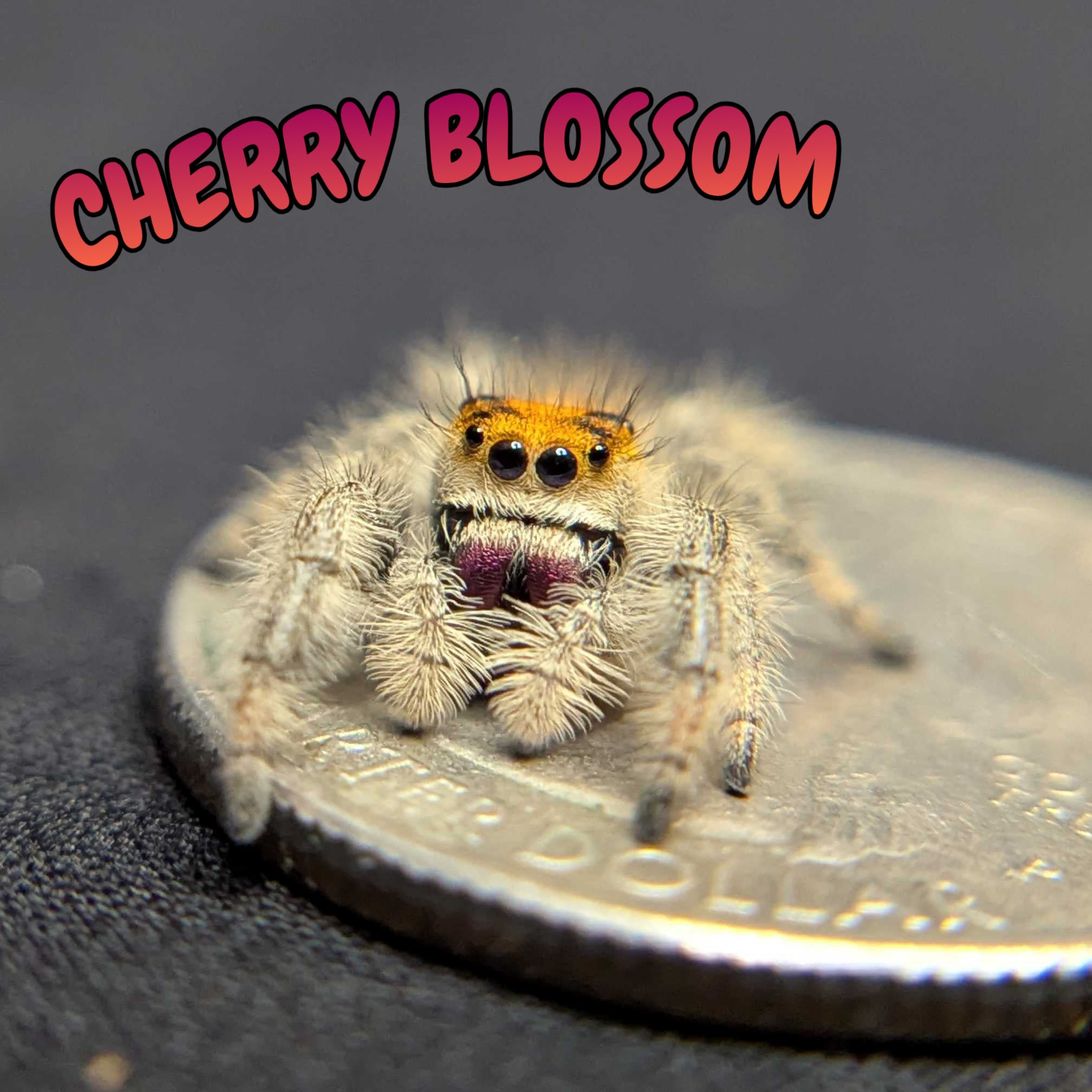 Regal Jumping Spider "Cherry Blossom"