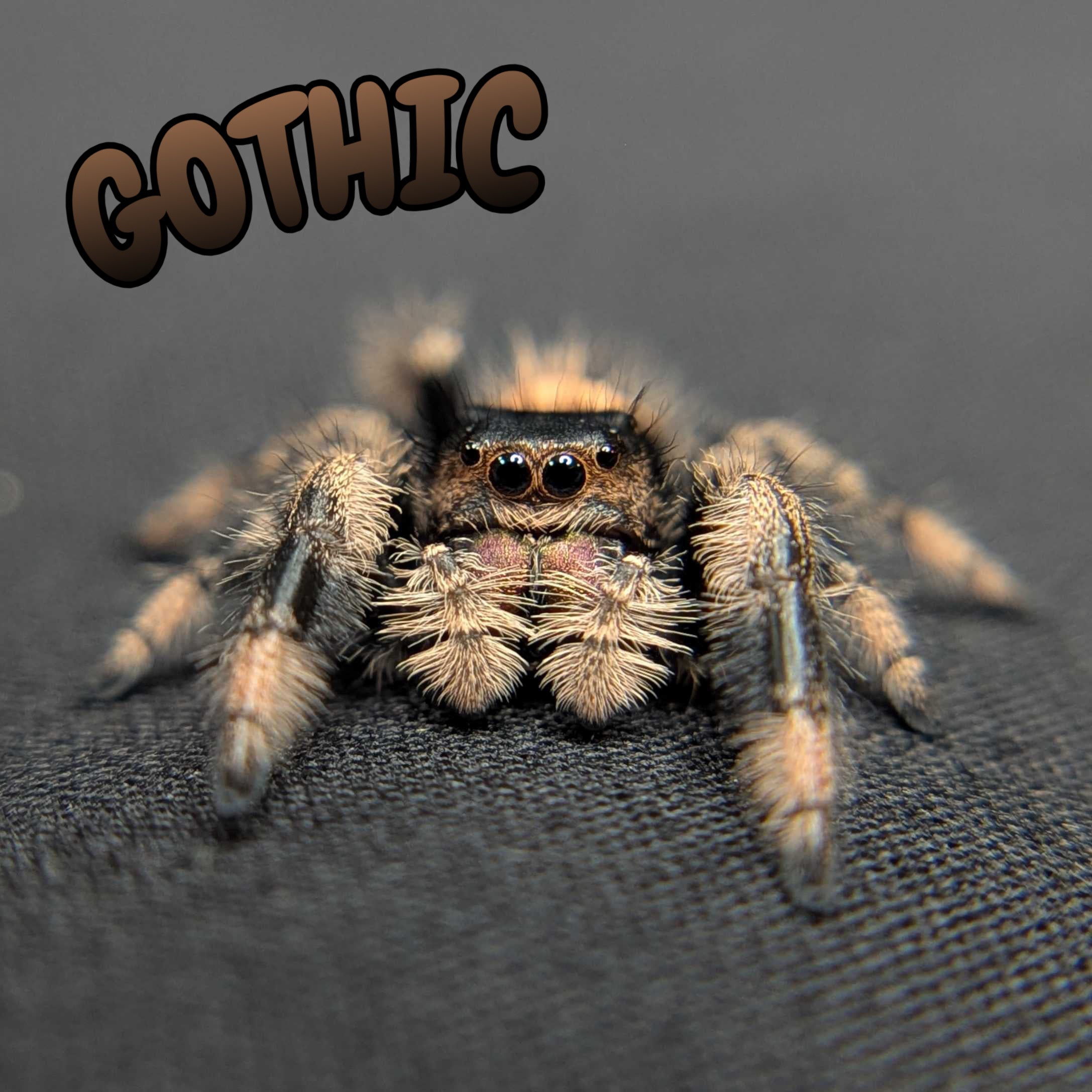 Regal Jumping Spider "Gothic"
