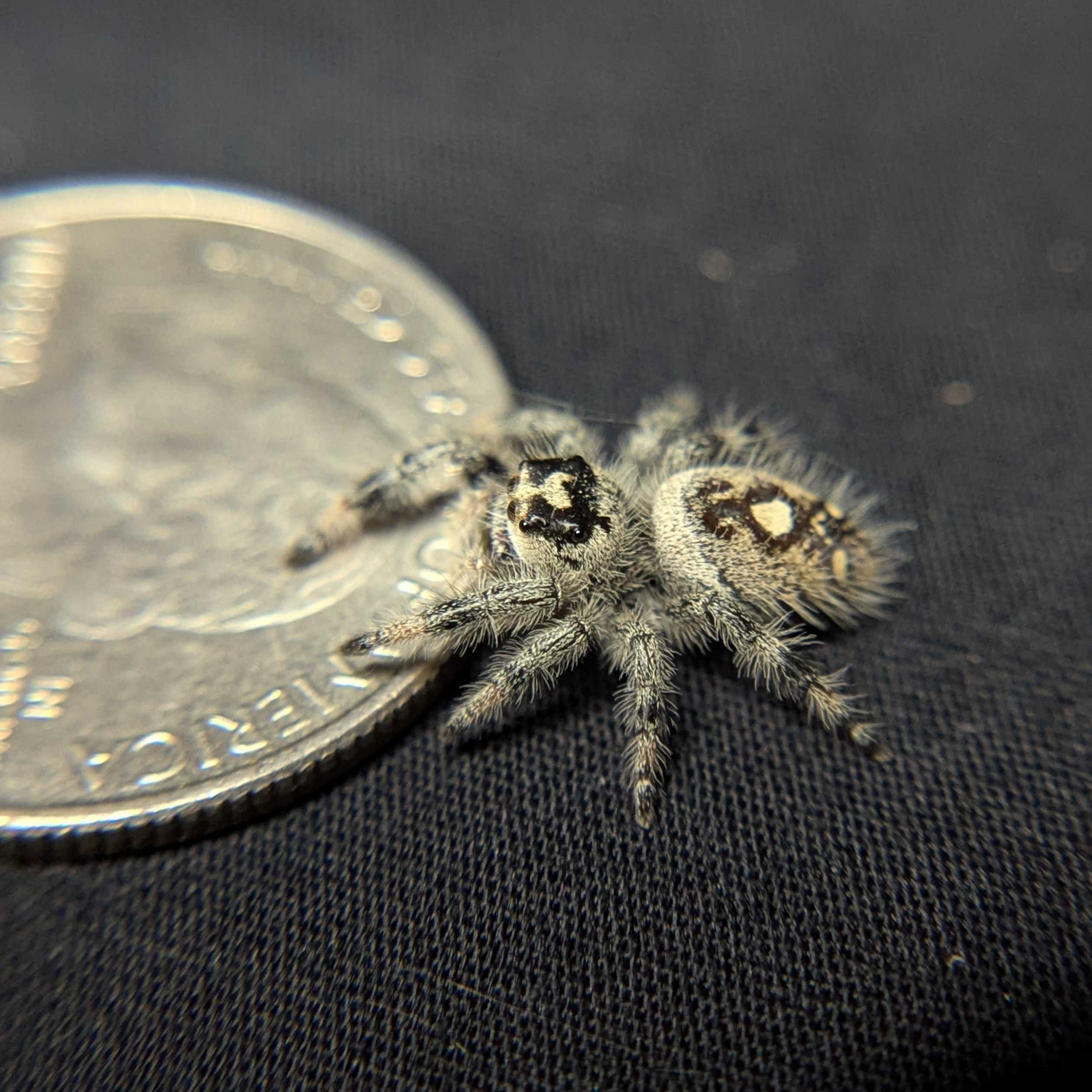 Regal Jumping Spider "Jam"