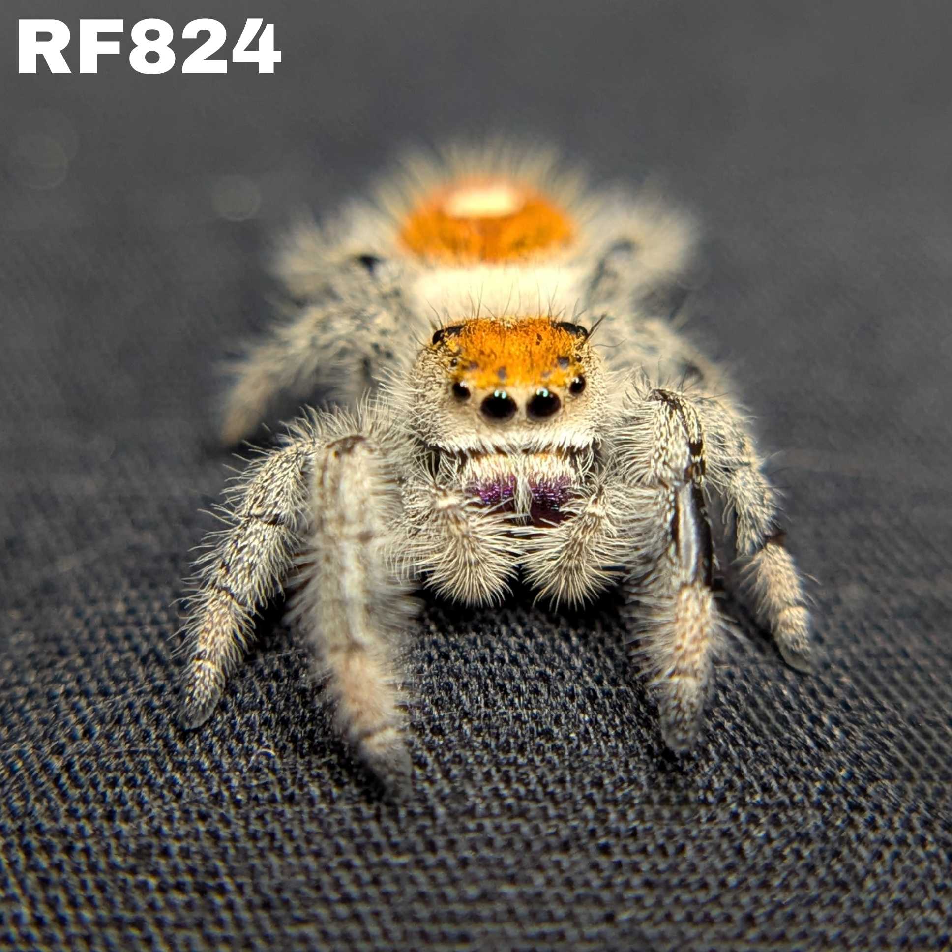 Regal Jumping Spider "Papaya"