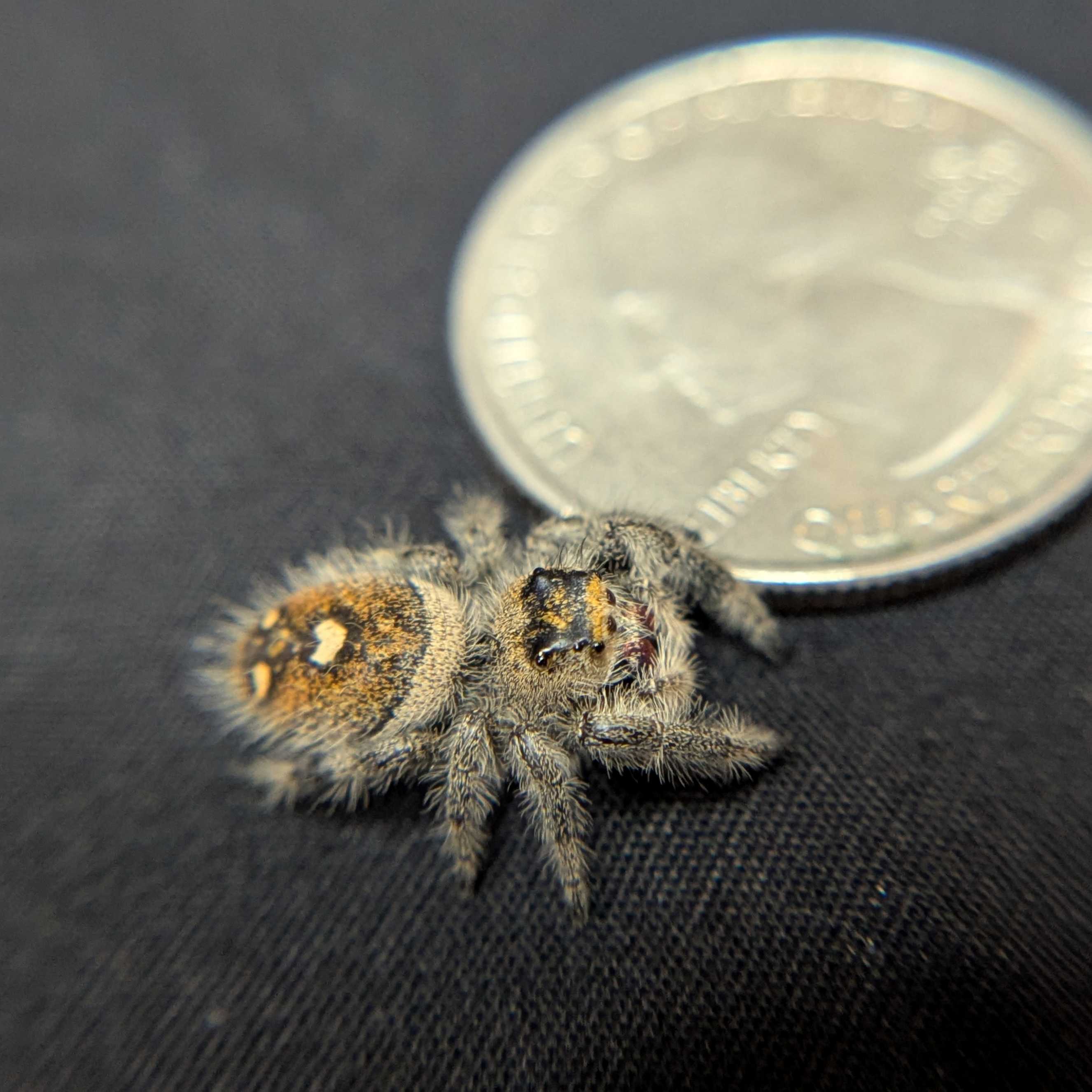 Regal Jumping Spider "Pink"