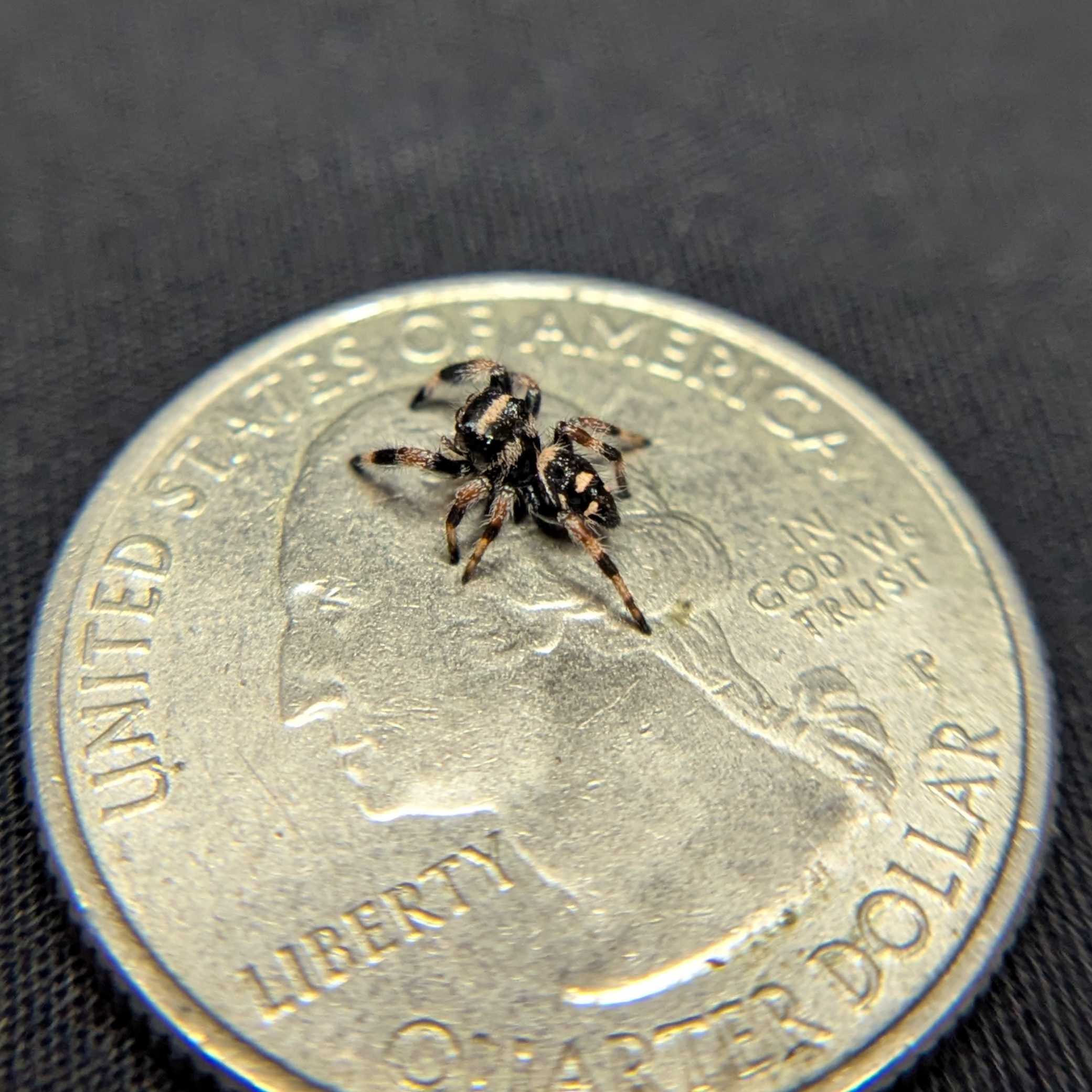 Regal Jumping Spider "Chocolate"