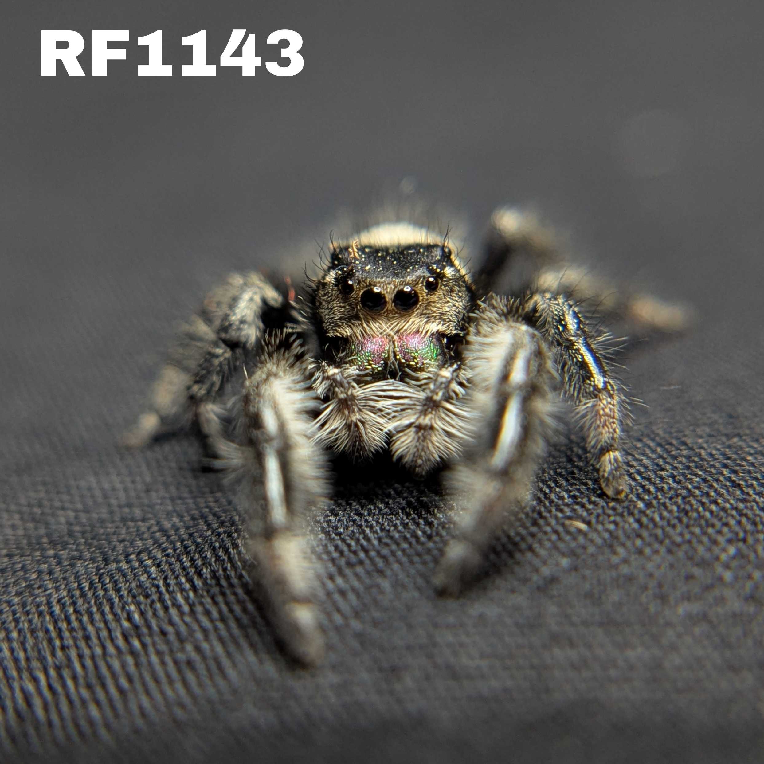 Regal Jumping Spider "Spell"