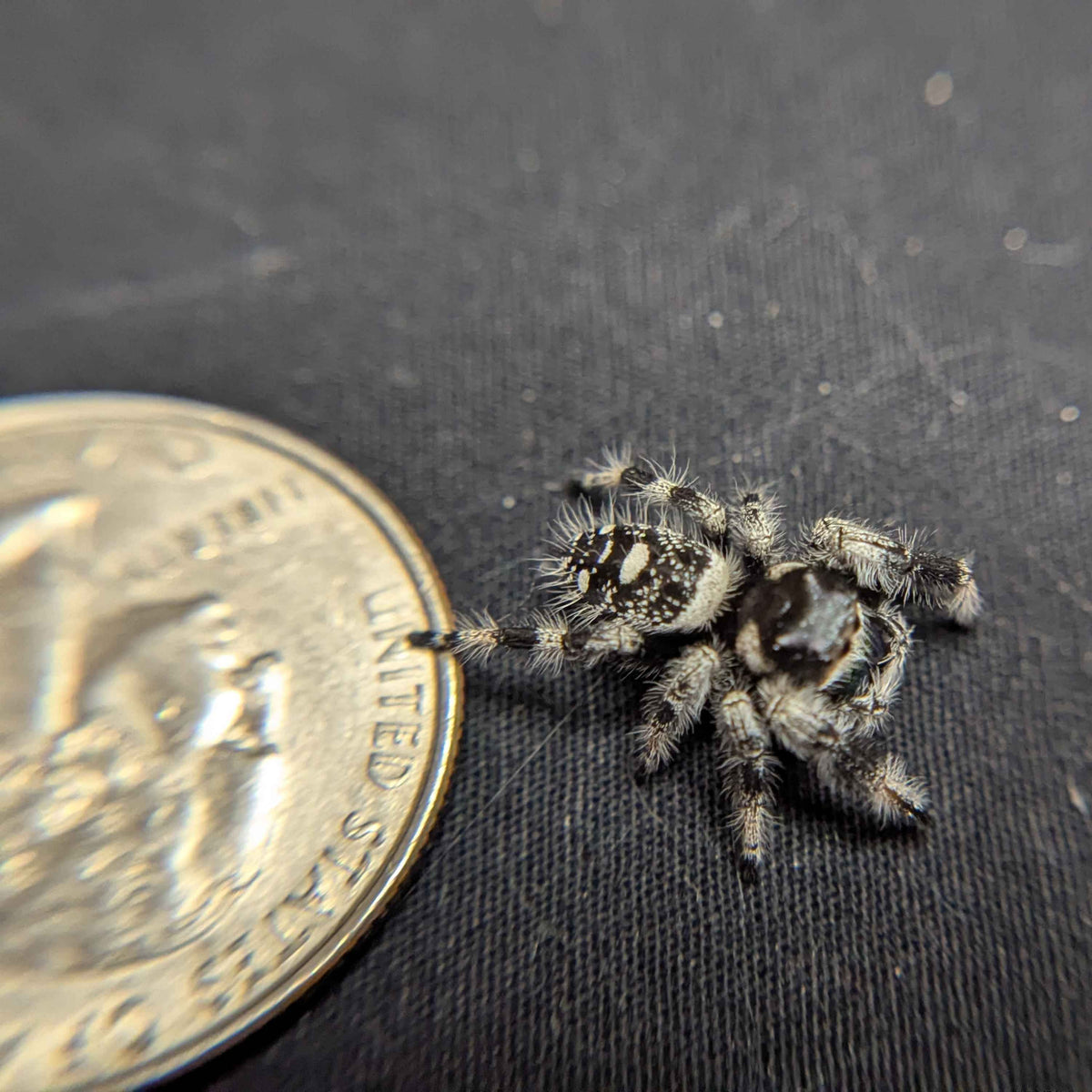 Regal Jumping Spider "Forest"