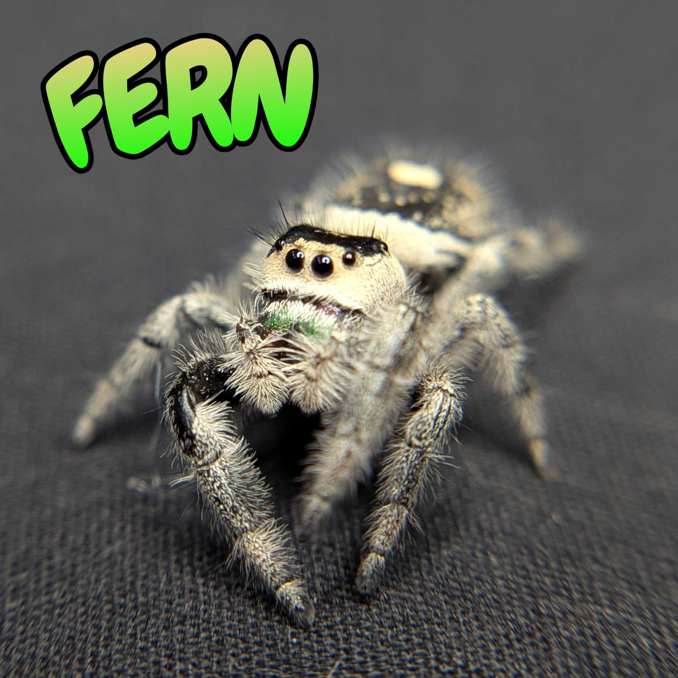 Regal Jumping Spider “Fern”