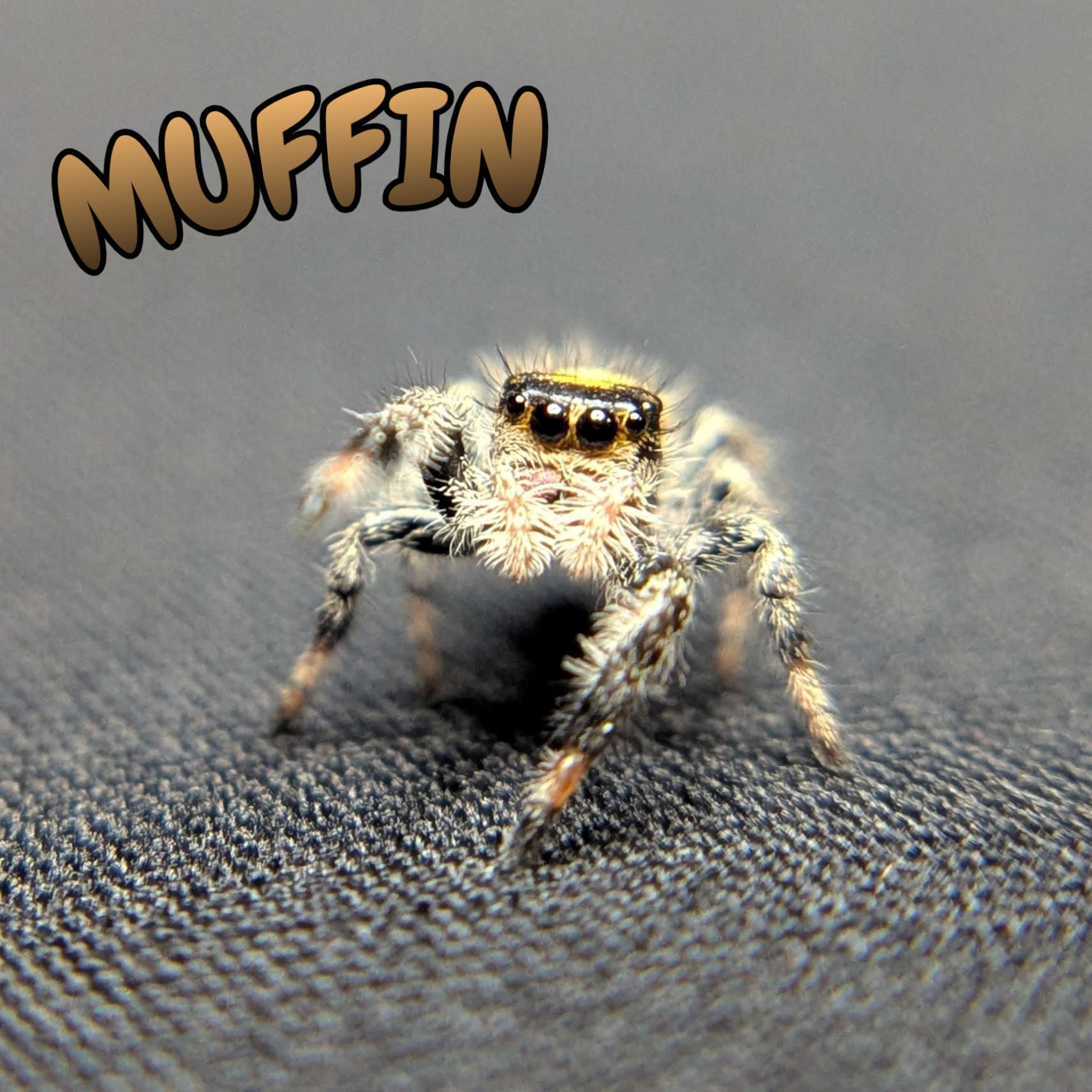 Regal Jumping Spider "Muffin"