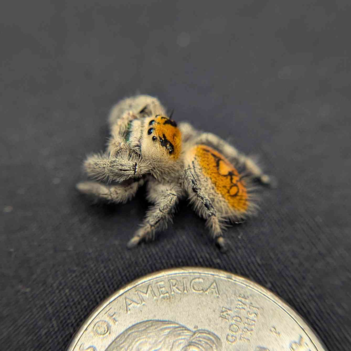 Regal Jumping Spider "Zucchini"