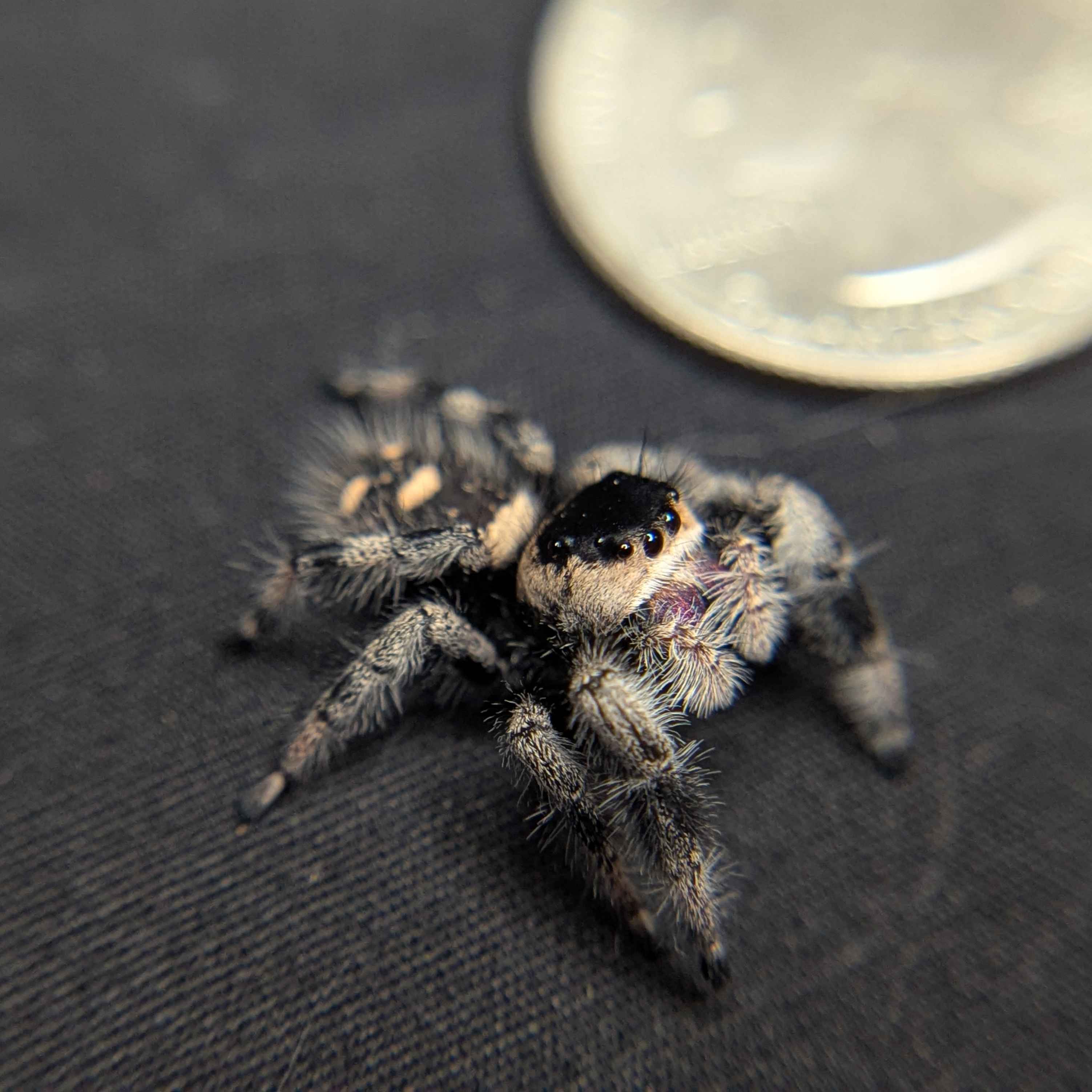 Regal Jumping Spider "Phantom"