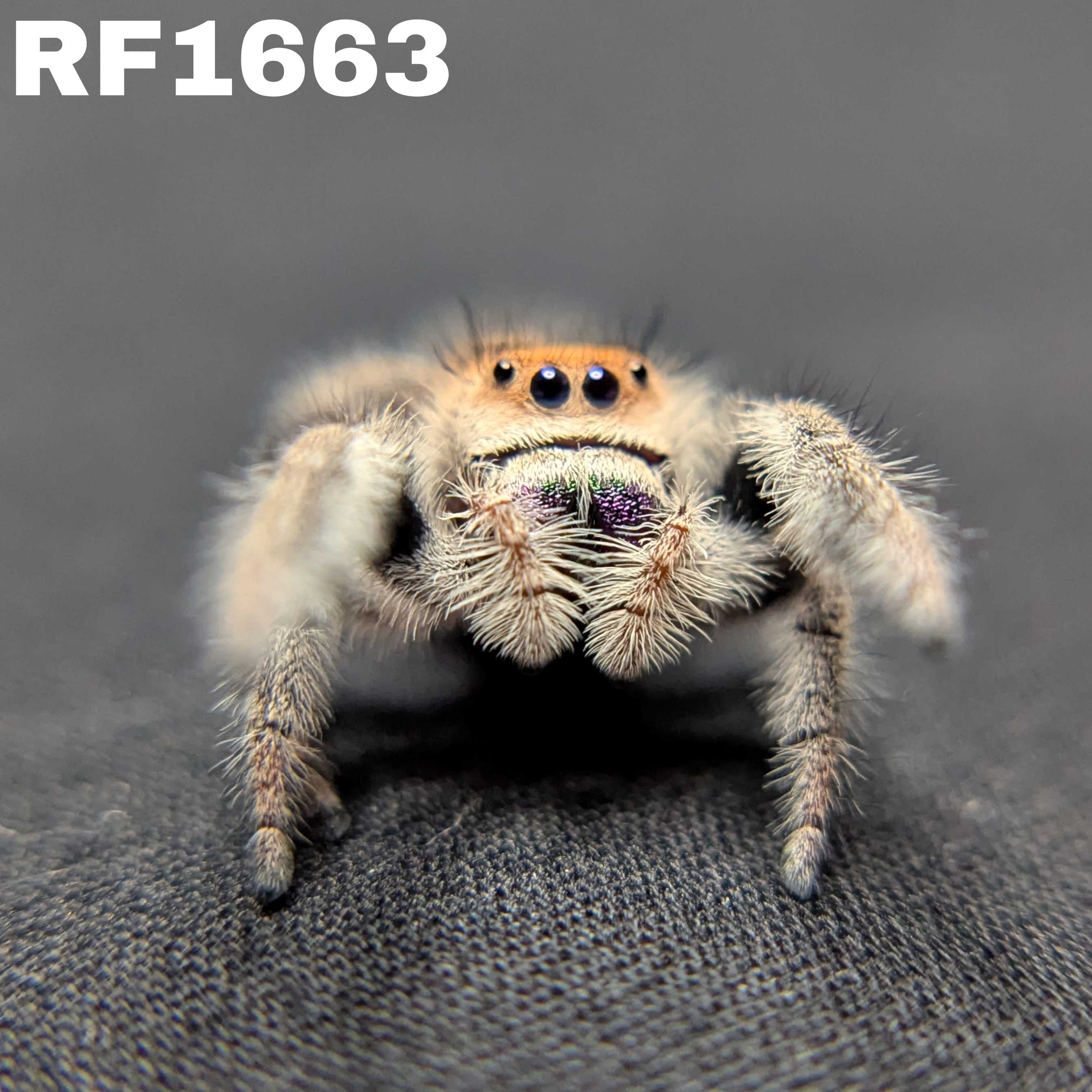 Regal Jumping Spider "Paradise"