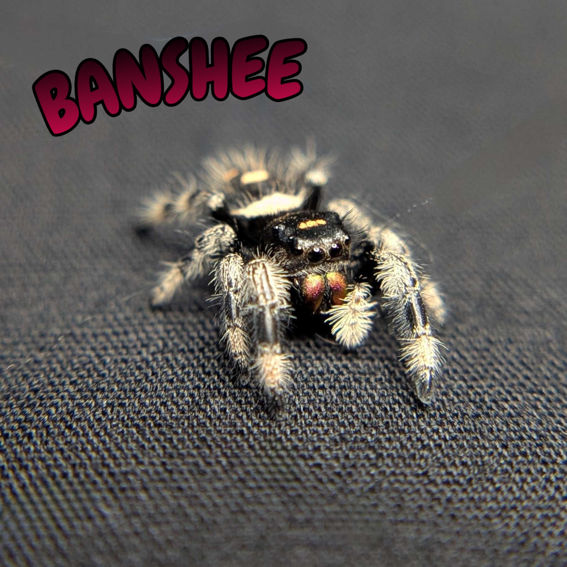 Regal Jumping Spider "Banshee"