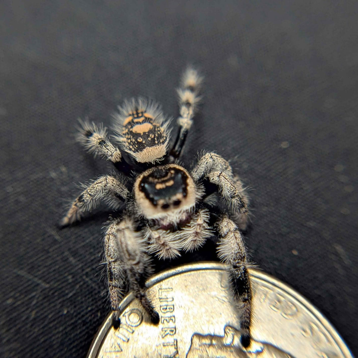 Regal Jumping Spider "Cranberry"