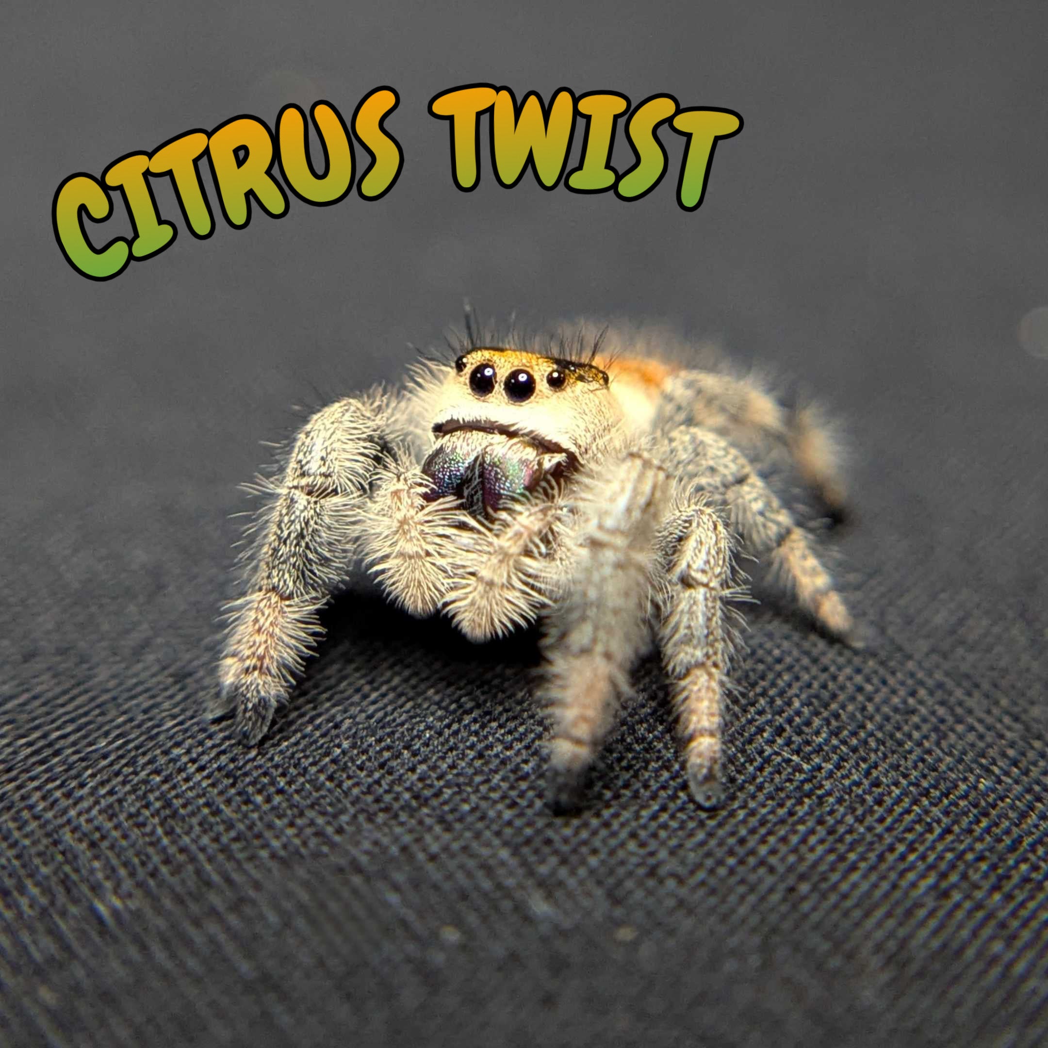 Regal Jumping Spider "Citrus Twist"