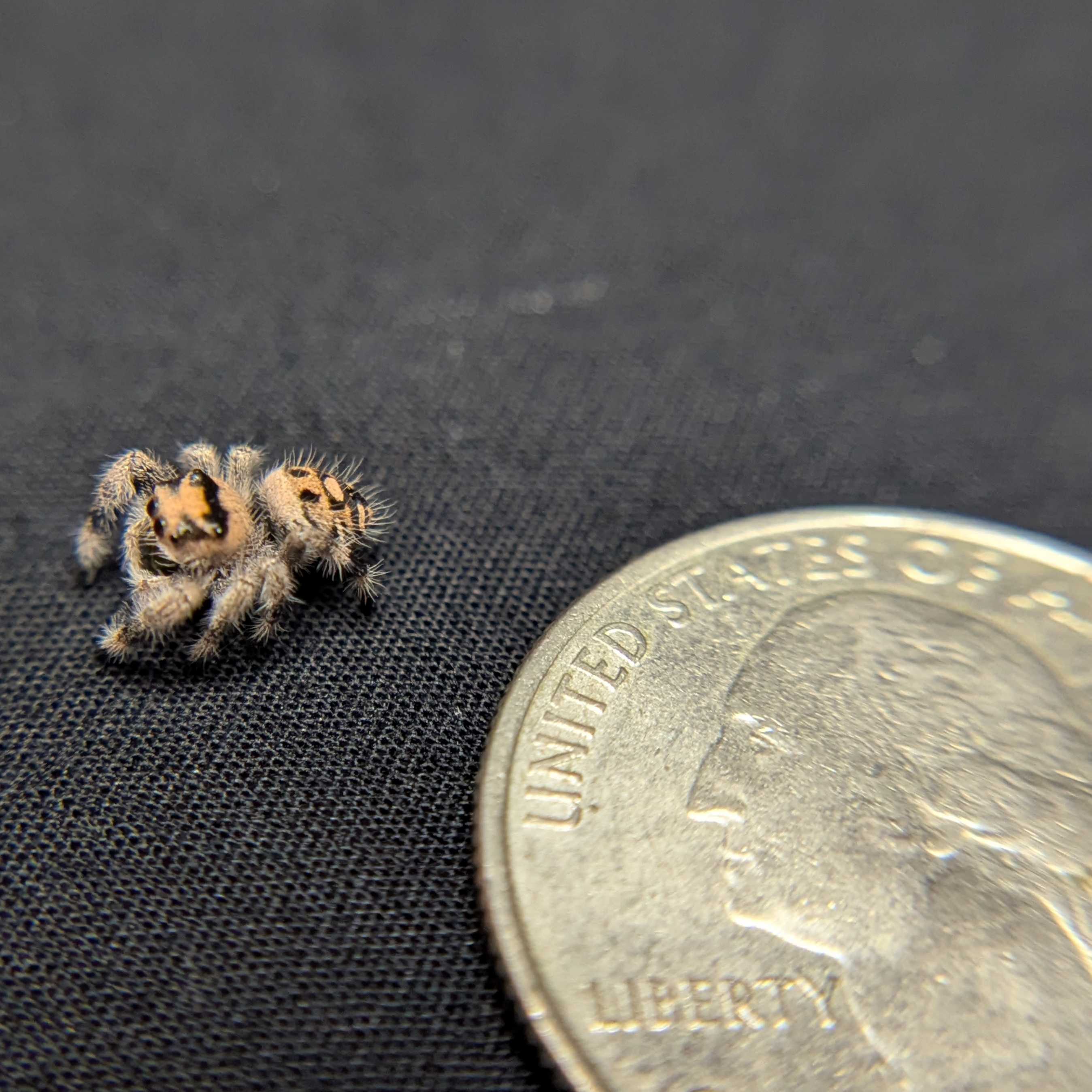 Regal Jumping Spider "Imogen"