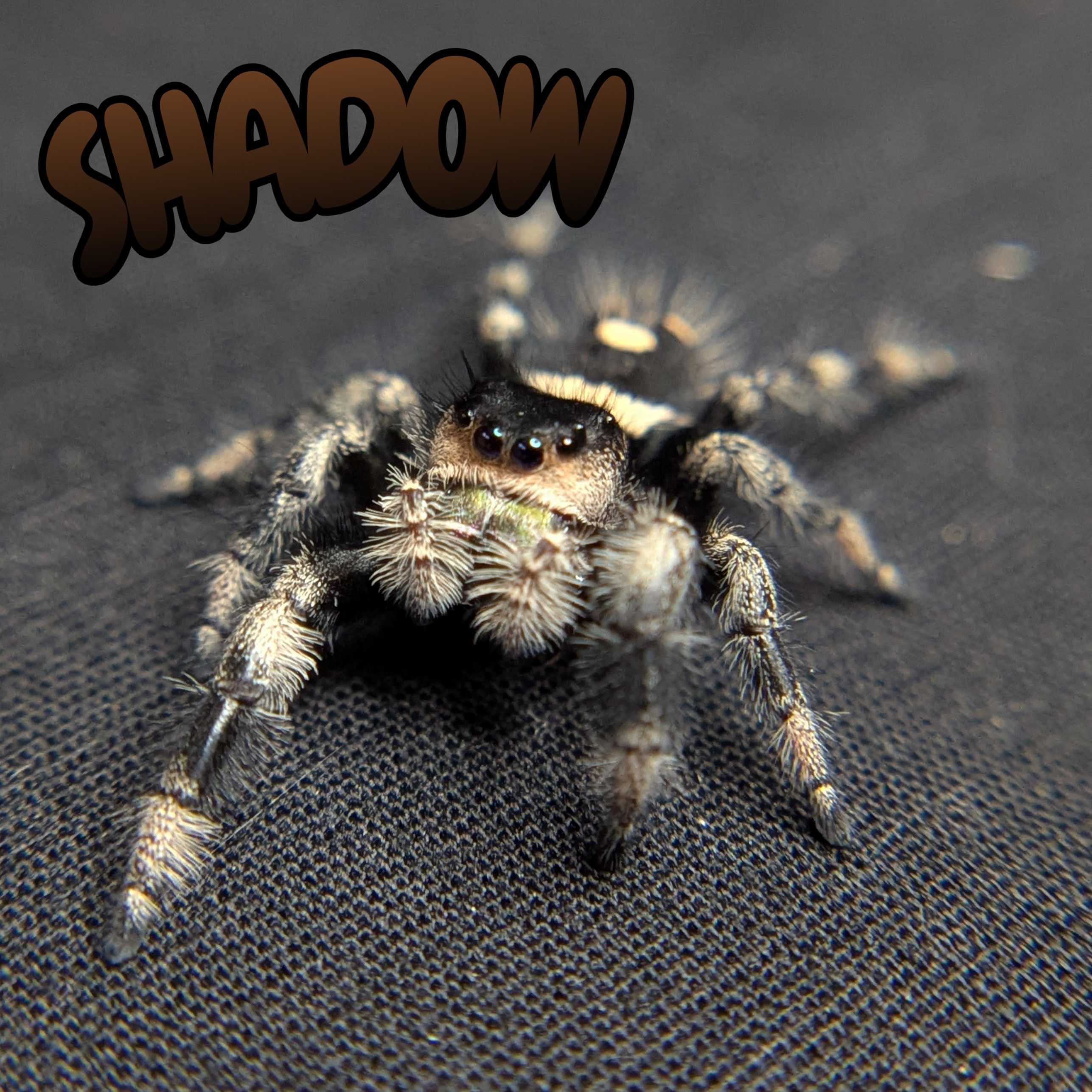 Regal Jumping Spider "Shadow"