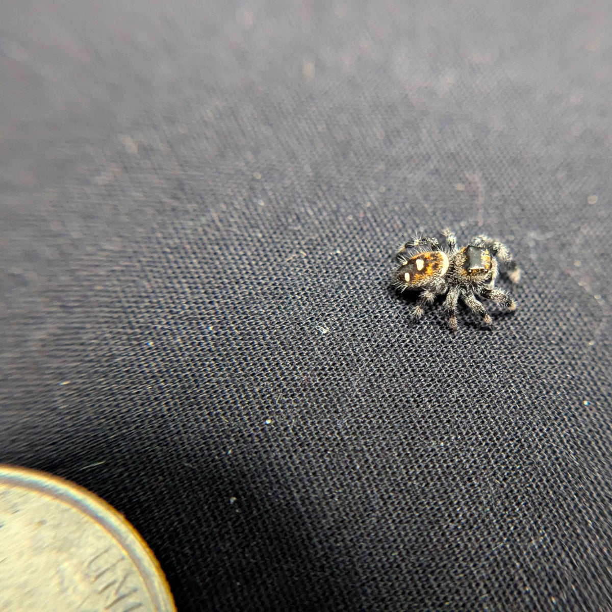Regal Jumping Spider "Ashen"