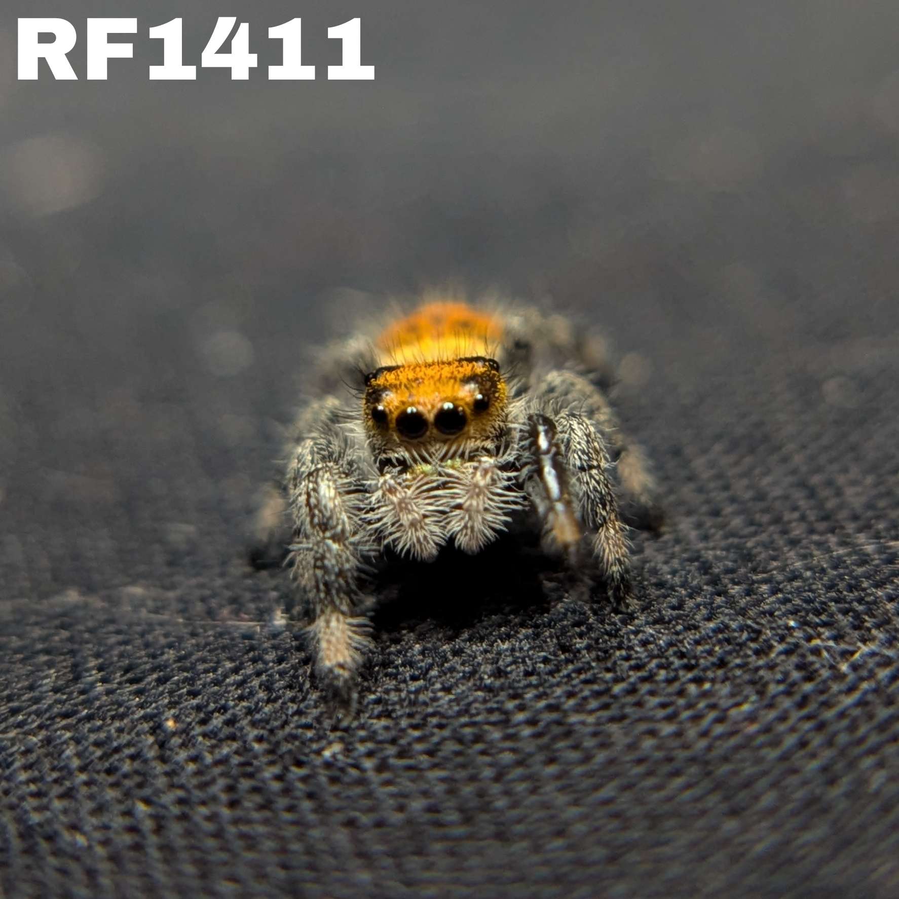 Regal Jumping Spider "Blood Orange"
