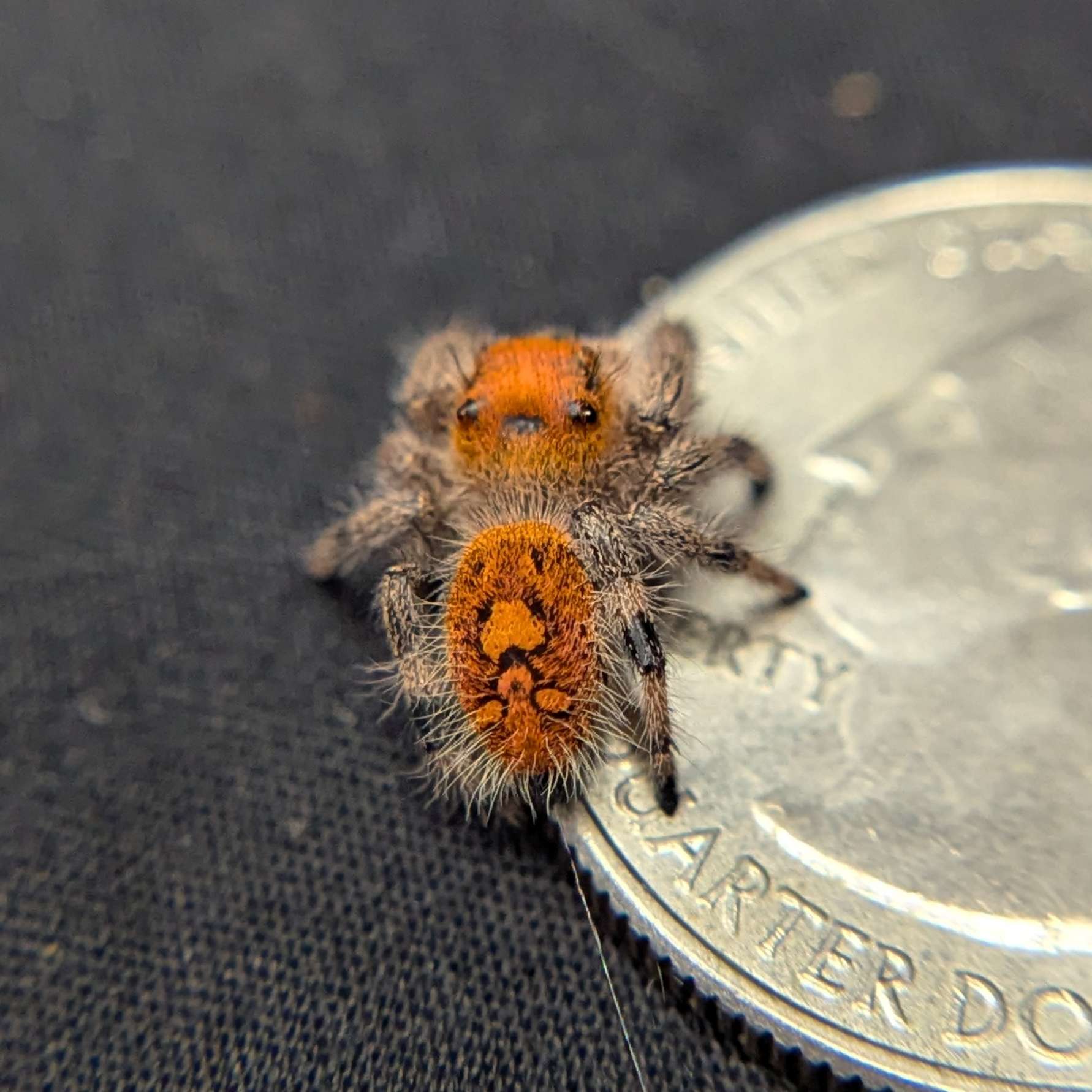 Regal Jumping Spider "Wildberry"