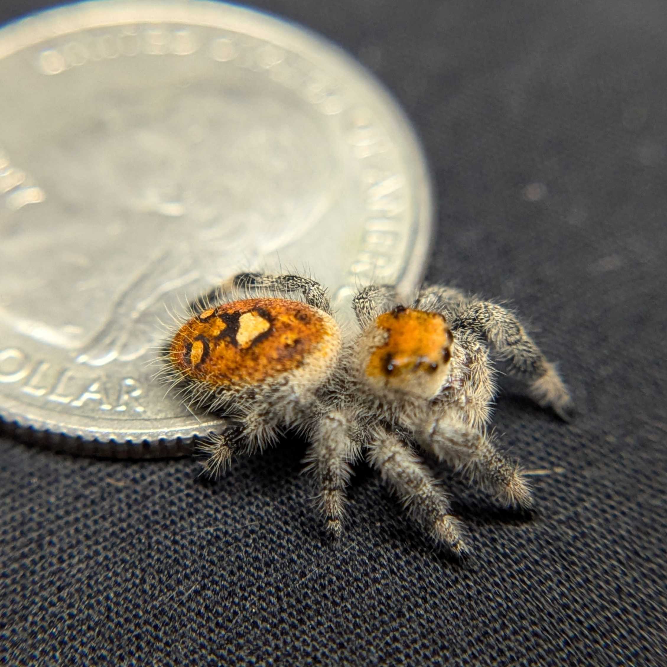 Regal Jumping Spider "Jazz"