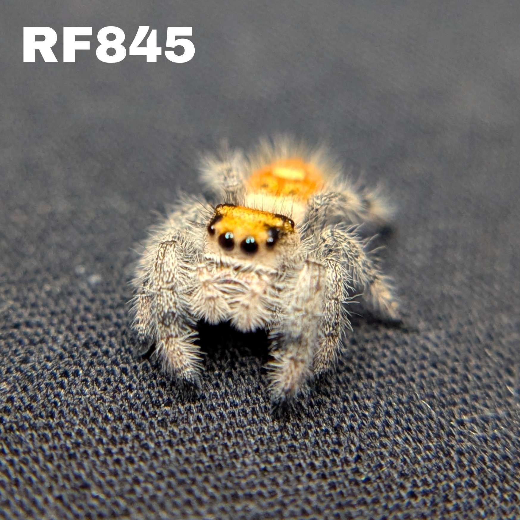 Regal Jumping Spider “Nectar”
