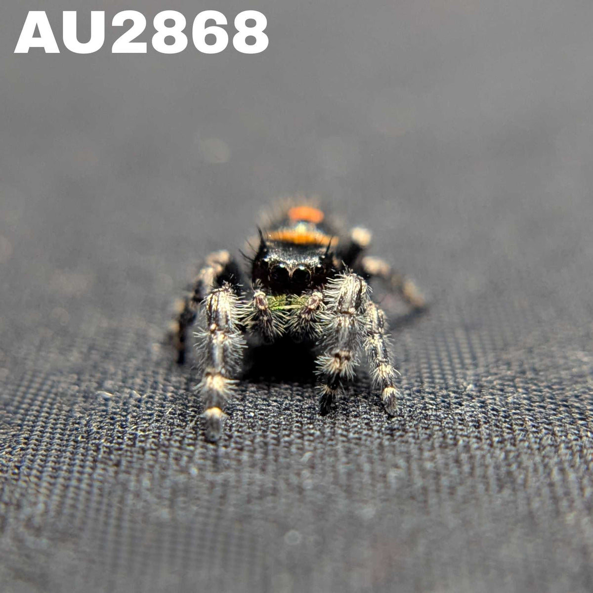 Audax Bryantae Jumping Spider "Journey"