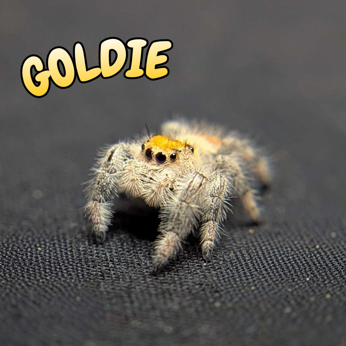 Regal Jumping Spider "Goldie"