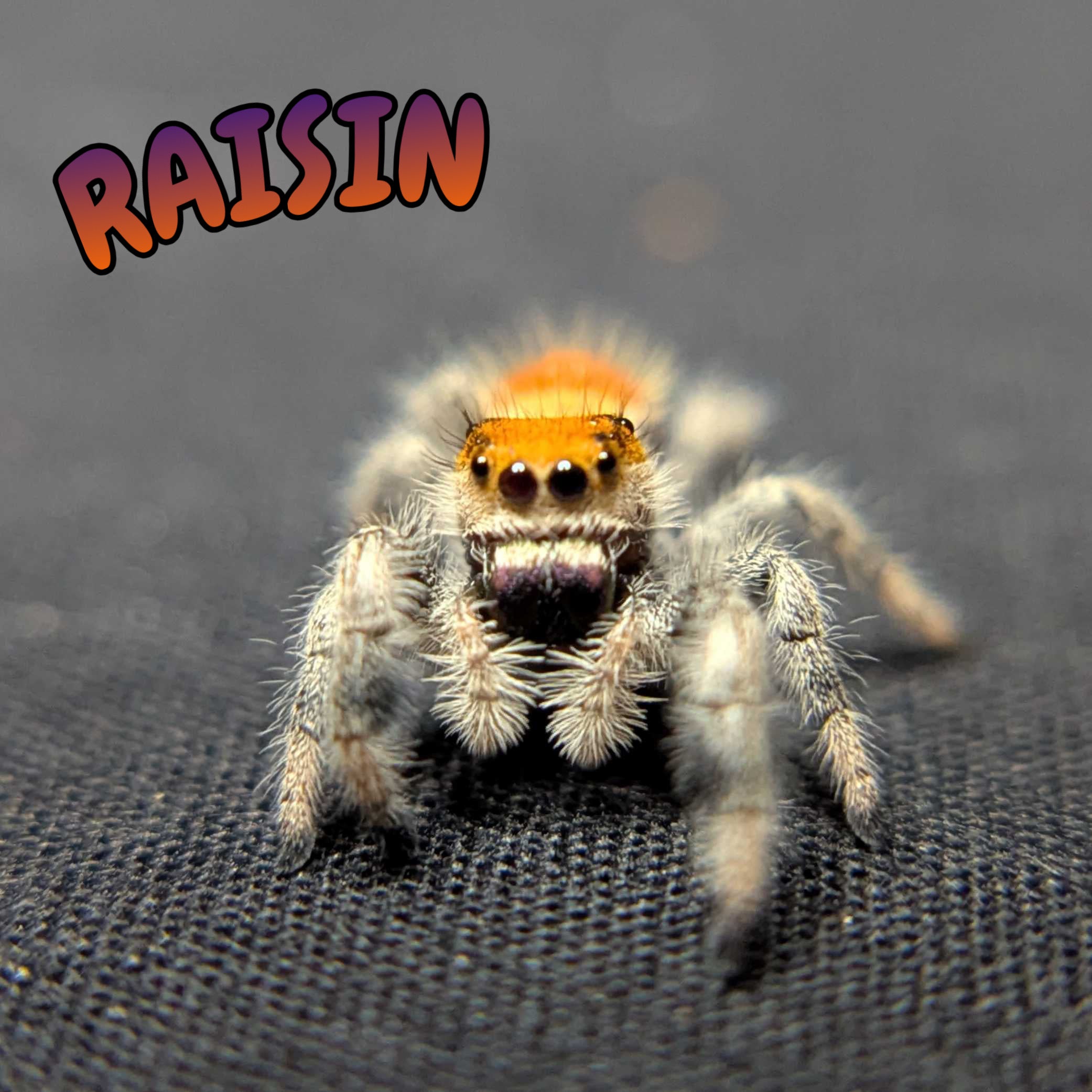 Regal Jumping Spider "Raisin"